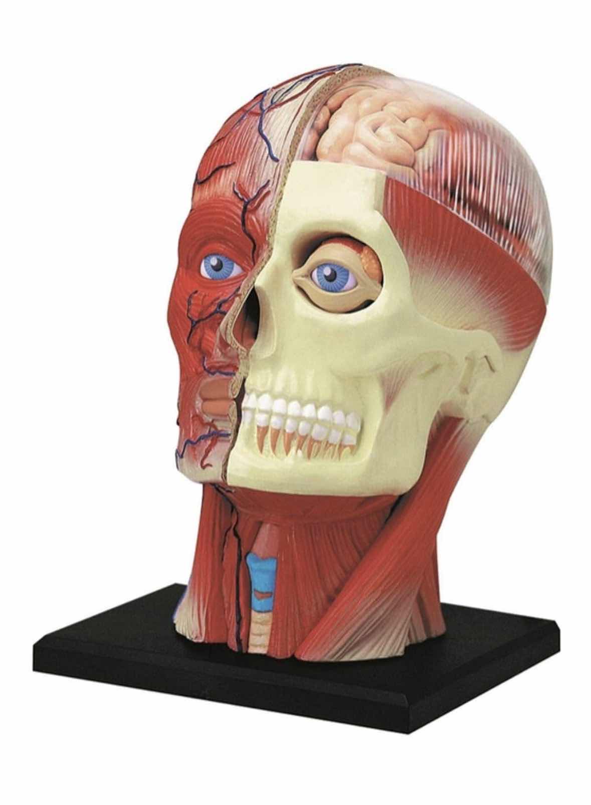 Photo 1 of 4D MASTER 4D HUMAN ANATOMY HEAD MODEL W DETACHABLE PARTS & STAND
