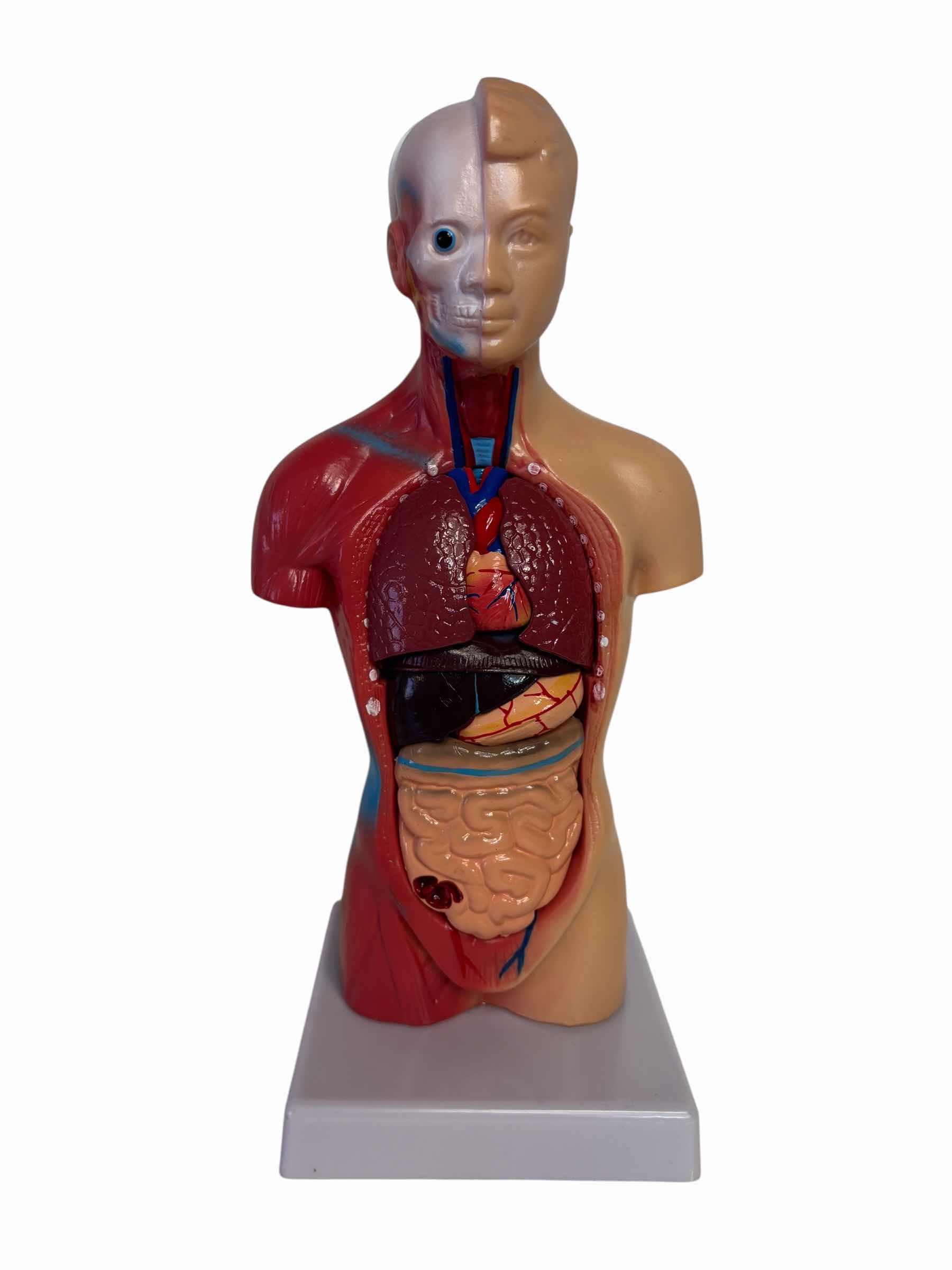 Photo 1 of HUMAN BODY /TORSO W REMOVABLE PARTS 11” ANATOMY MODEL FOR KIDS & INSIDE OUT HUMAN BODY BOOK FOR KIDS 8 & UP