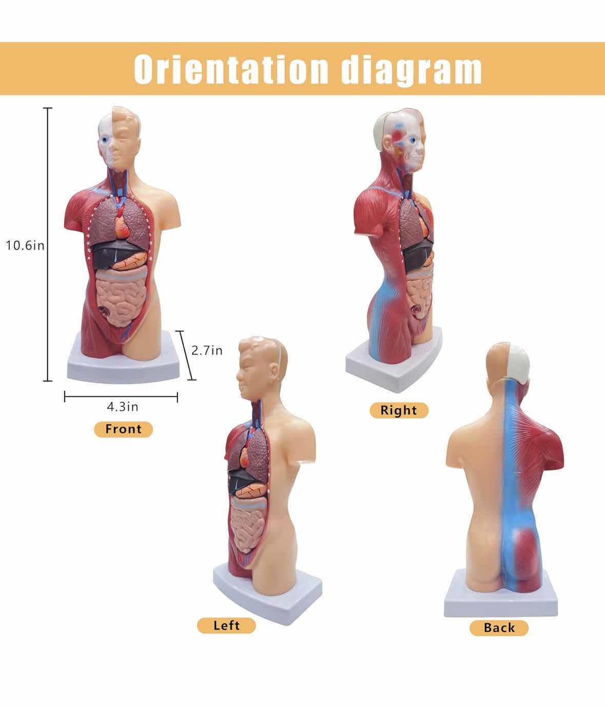 Photo 1 of HUMAN BODY /TORSO W REMOVABLE PARTS 11” ANATOMY MODEL FOR KIDS & INSIDE OUT HUMAN BODY BOOK FOR KIDS 8 & UP