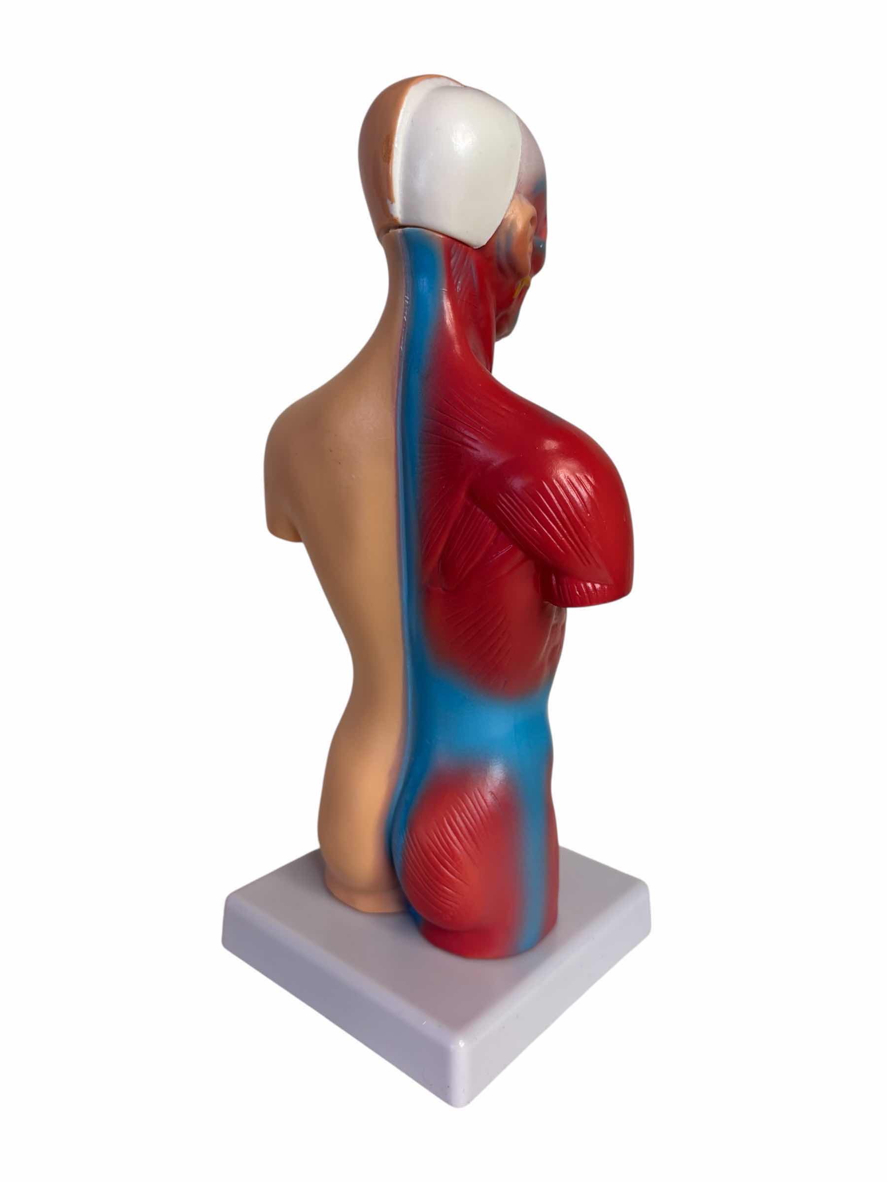 Photo 1 of HUMAN BODY /TORSO W REMOVABLE PARTS 11” ANATOMY MODEL FOR KIDS & INSIDE OUT HUMAN BODY BOOK FOR KIDS 8 & UP