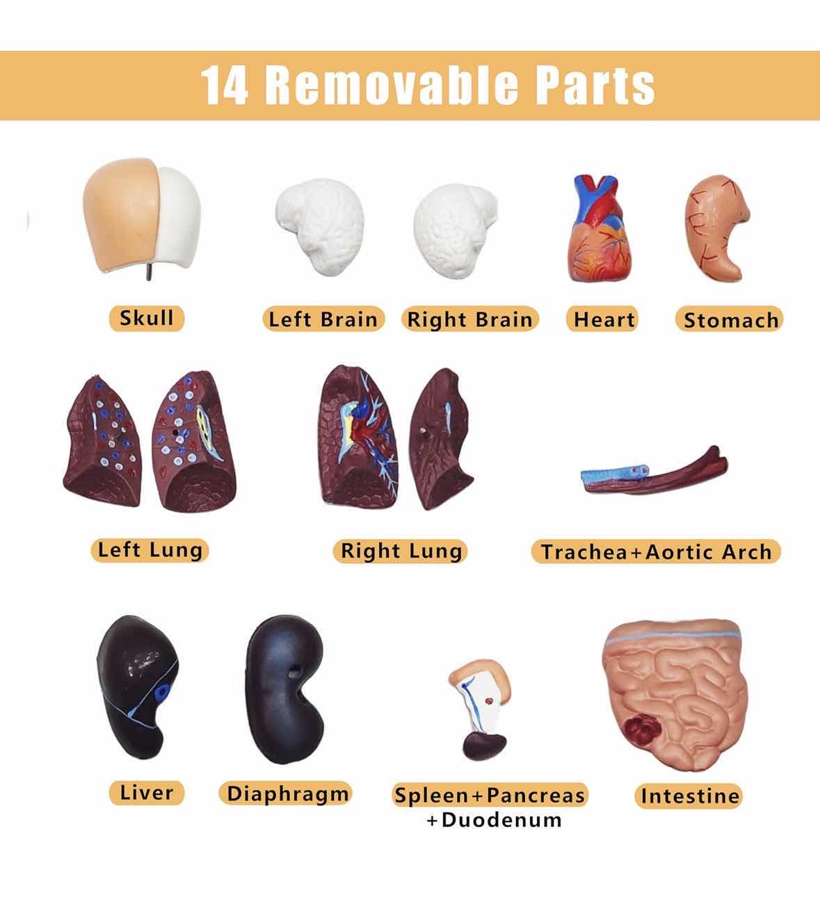 Photo 1 of HUMAN BODY /TORSO W REMOVABLE PARTS 11” ANATOMY MODEL FOR KIDS & INSIDE OUT HUMAN BODY BOOK FOR KIDS 8 & UP