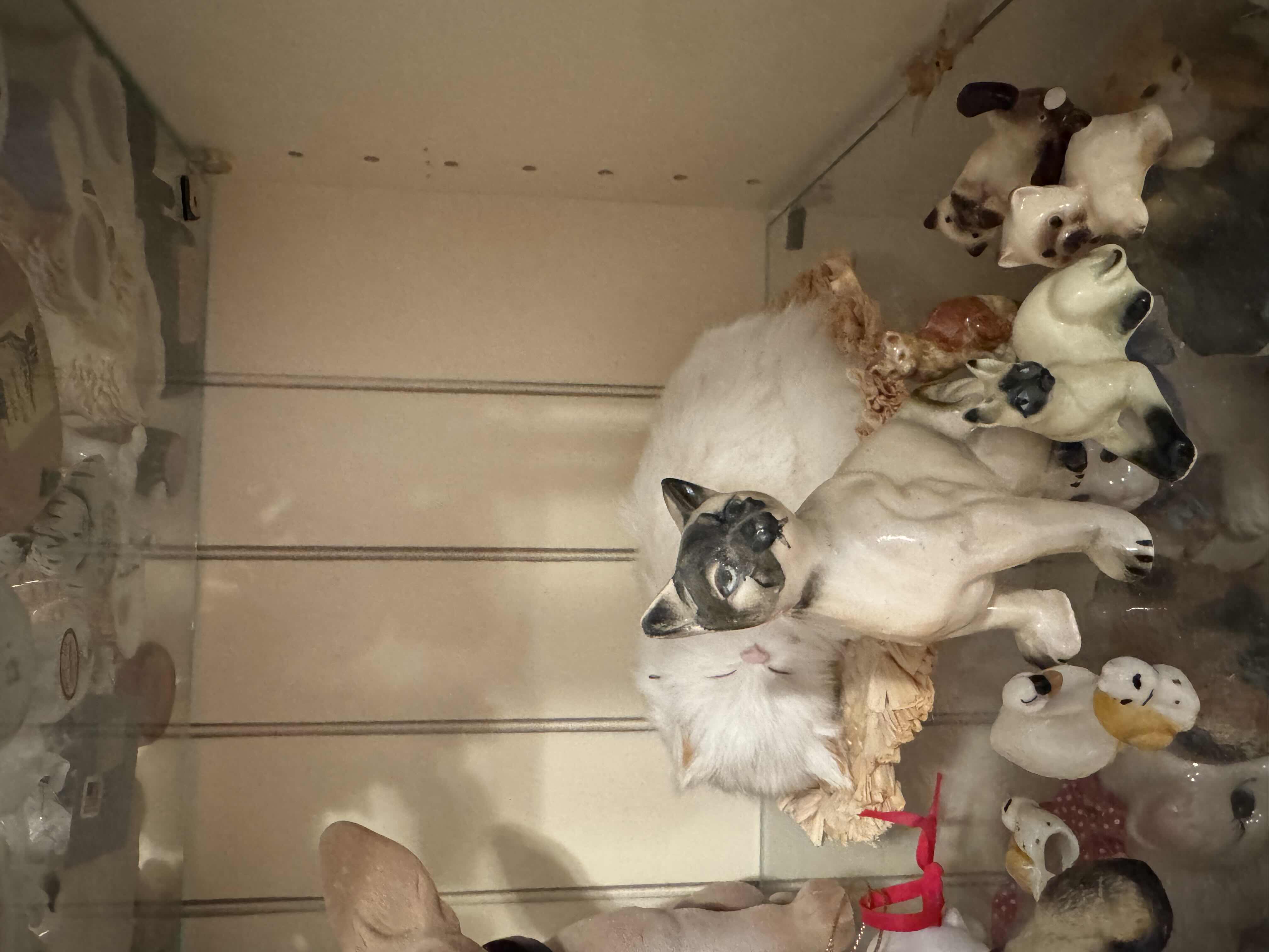 Photo 1 of SHELF OF CATS