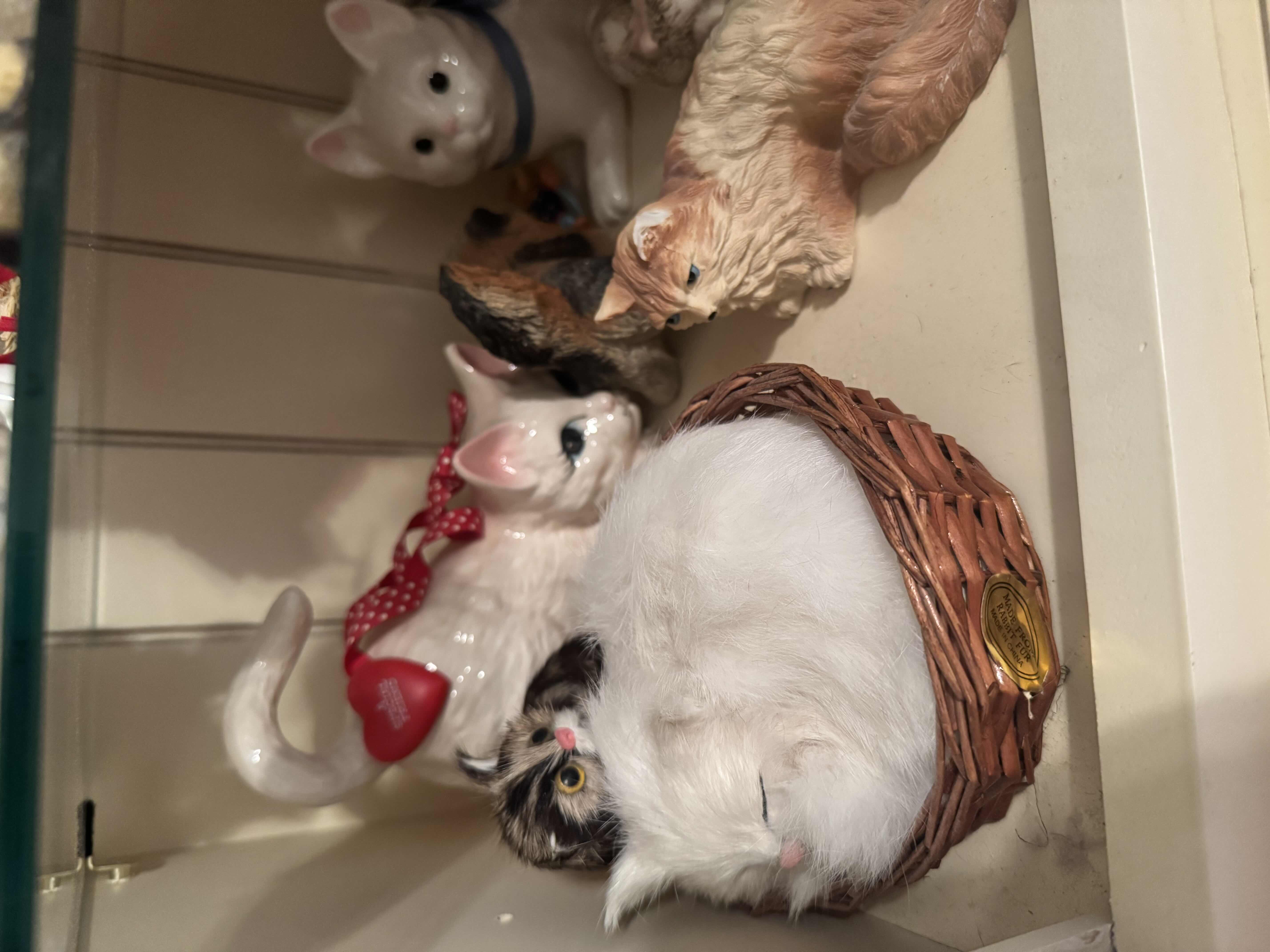 Photo 1 of SHELF OF CATS