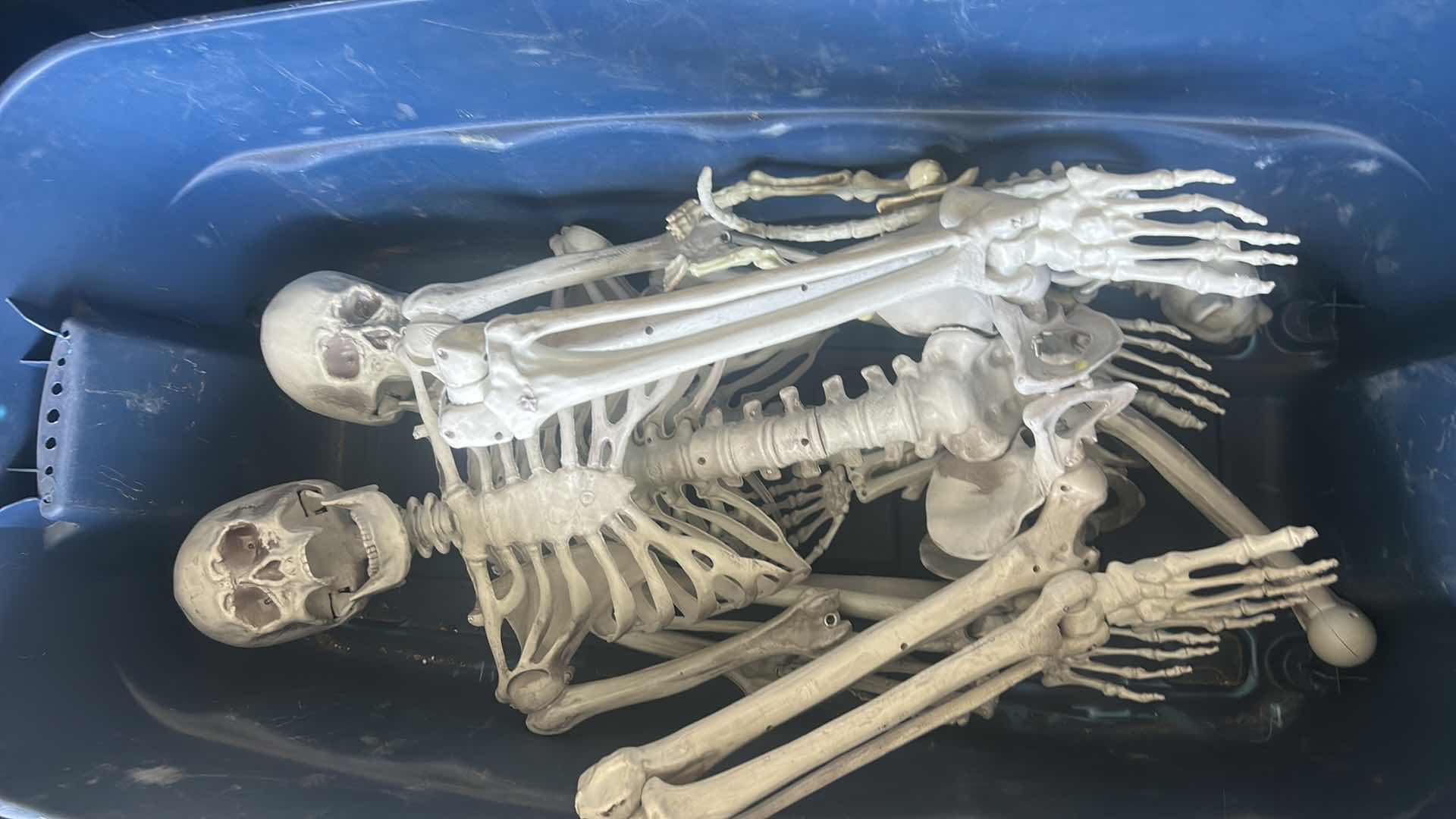 Photo 1 of TOTE- SCARY HALLOWEEN DECORATIONS - 2 LIFE SIZE SKELETONS & CAT SKELETON & A BAG OF FABRIC