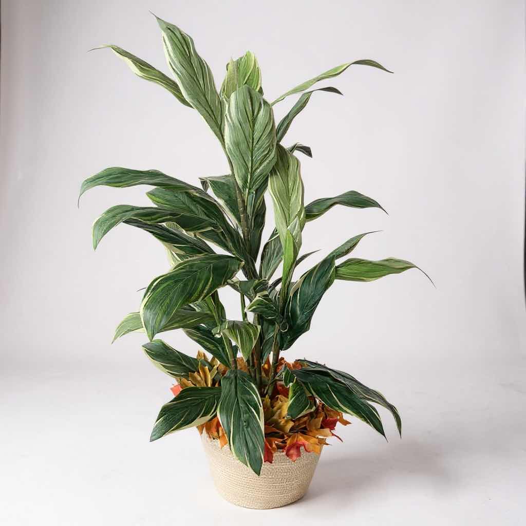 Photo 1 of FAUX DUMB CANE PLANT IN  WHITE BASKET H 52"
