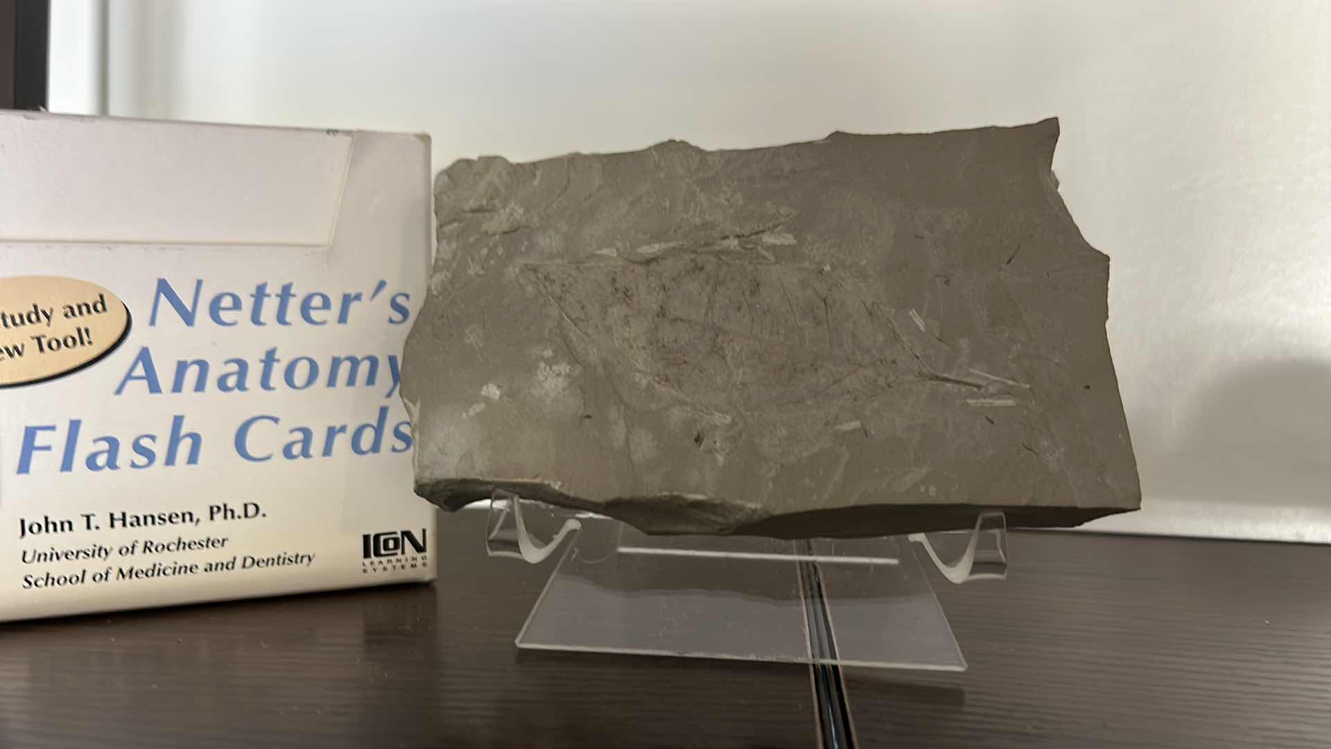 Photo 1 of FOSSIL AND NETTERS ANATOMY FLASH CARDS