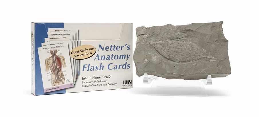 Photo 1 of FOSSIL AND NETTERS ANATOMY FLASH CARDS