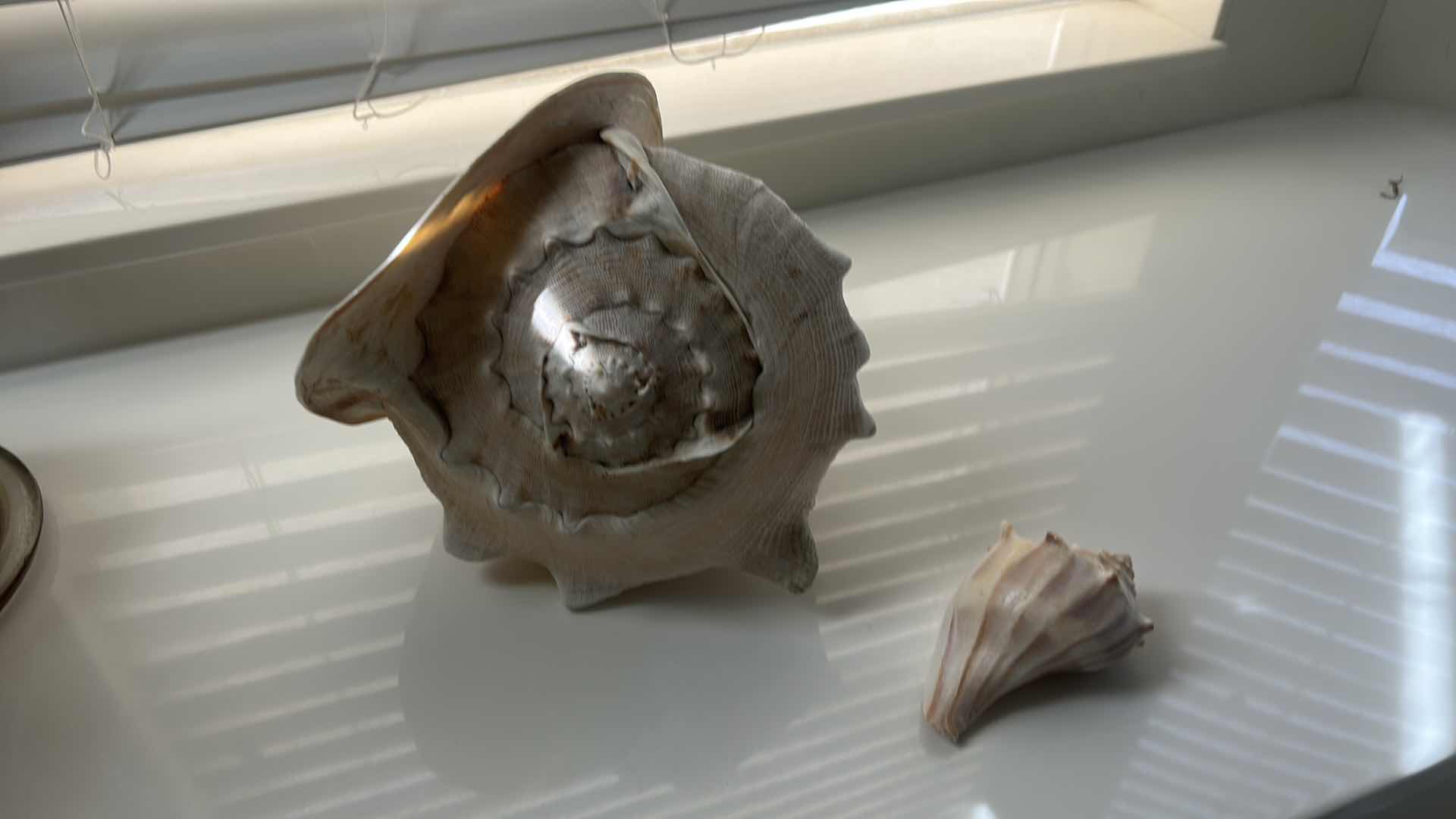 Photo 1 of 2 SHELLS (LARGEST 12” x H8”)