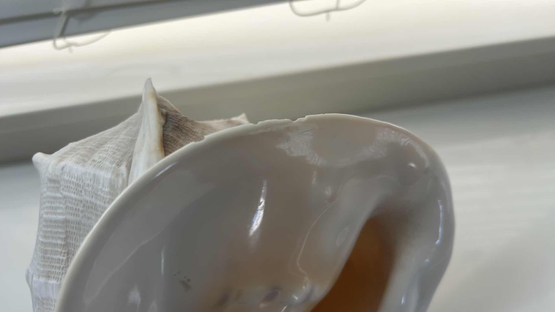 Photo 1 of 2 SHELLS (LARGEST 12” x H8”)