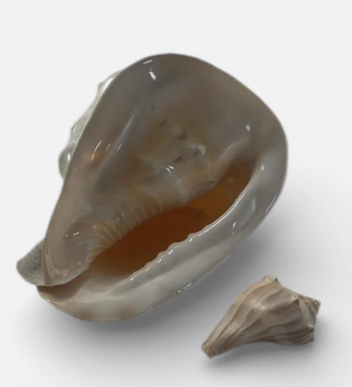 Photo 1 of 2 SHELLS (LARGEST 12” x H8”)