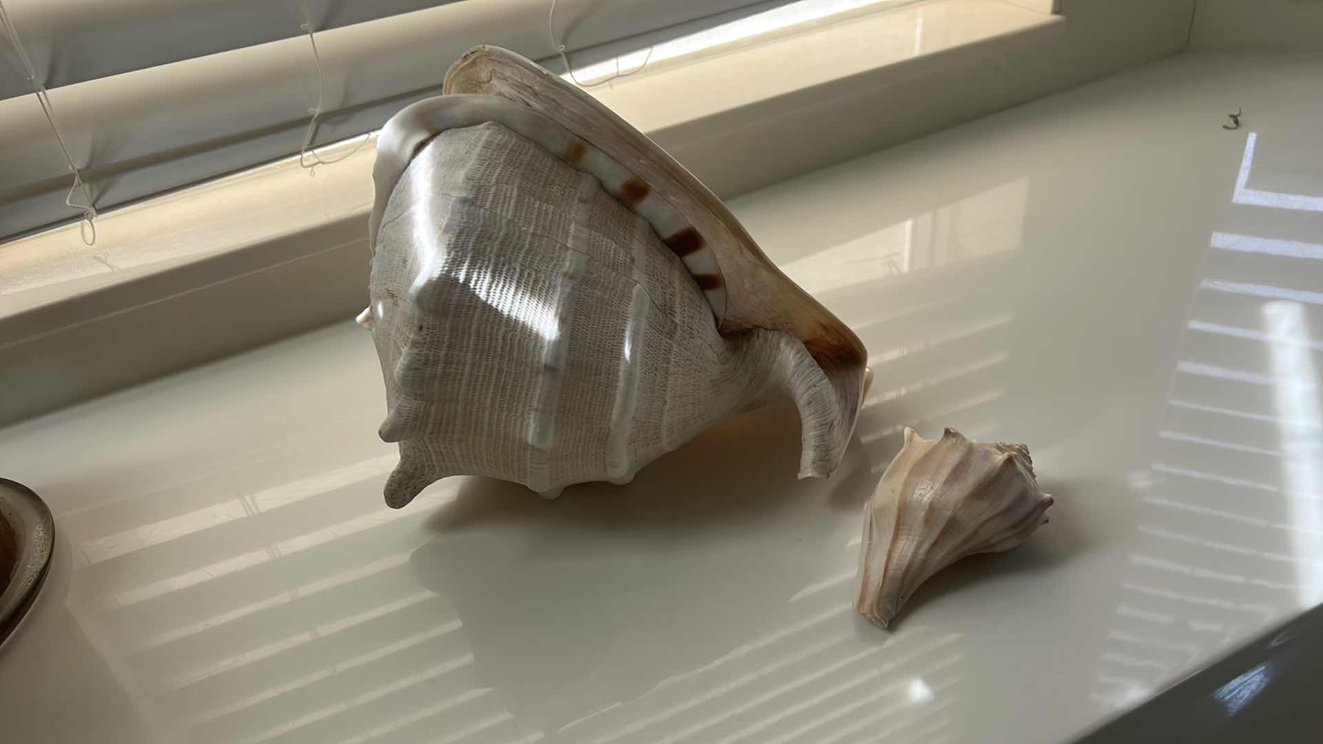 Photo 1 of 2 SHELLS (LARGEST 12” x H8”)