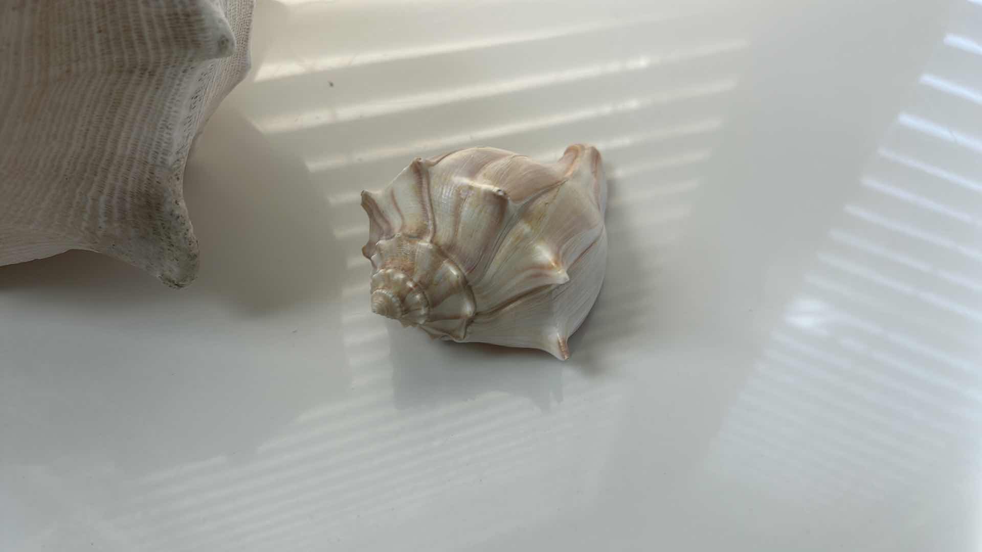Photo 1 of 2 SHELLS (LARGEST 12” x H8”)