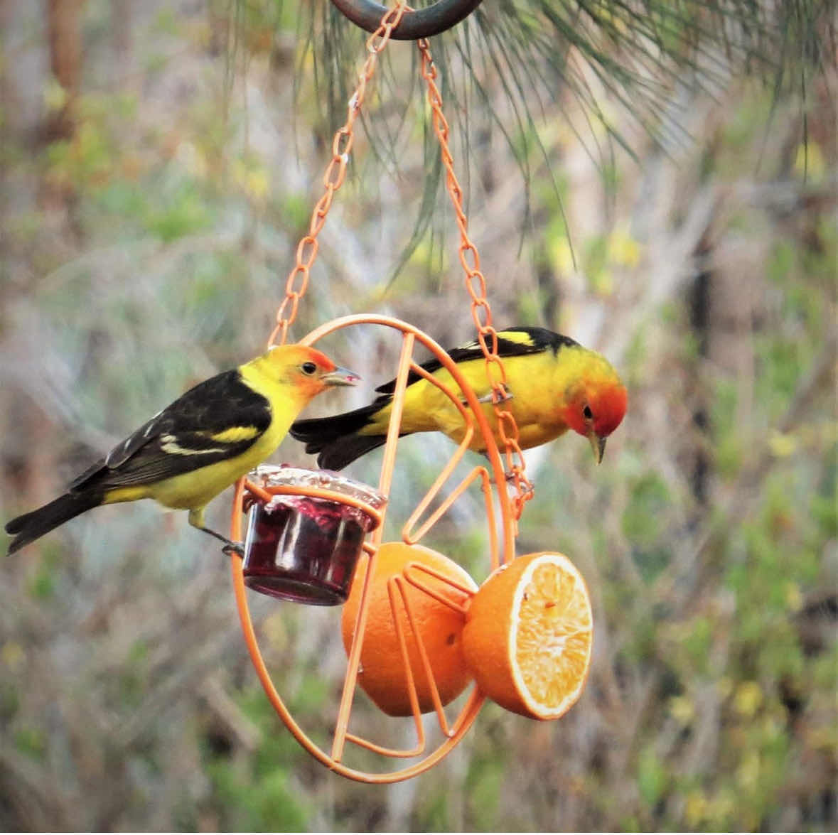 Photo 3 of NEW CASE OF HOME-X ORIOLE 2 IN 1 HANGING BIRD FEEDER W GLASS DISH, ORANGE (28 PCS/CASE)