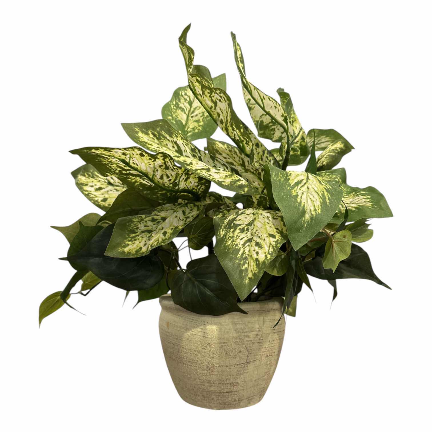 Photo 1 of DECORATIVE PLANTS W RESIN POTS (11” & 17”)