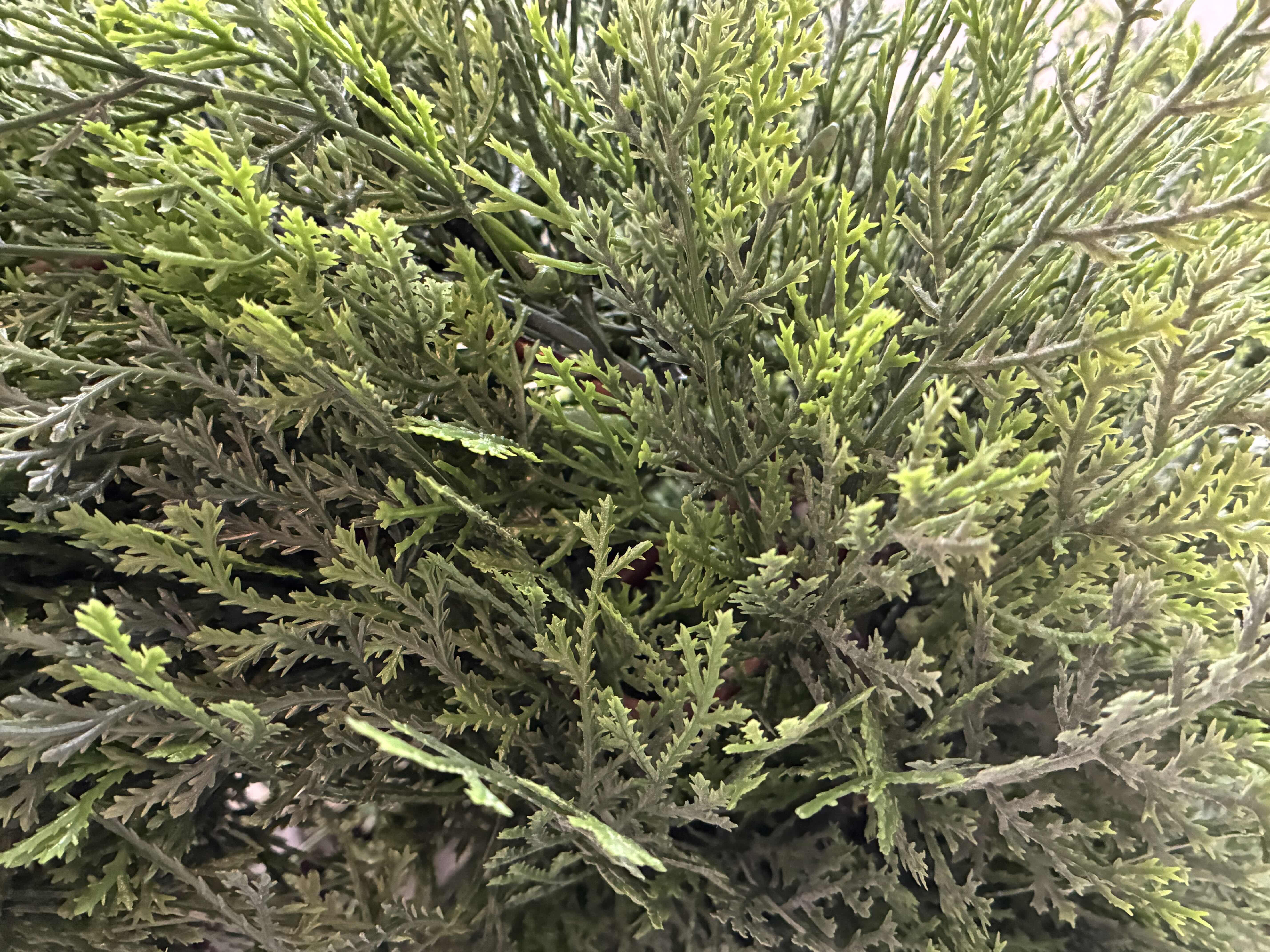 Photo 1 of SPIRAL DECORATIVE CEDAR TREE 11” X 65”