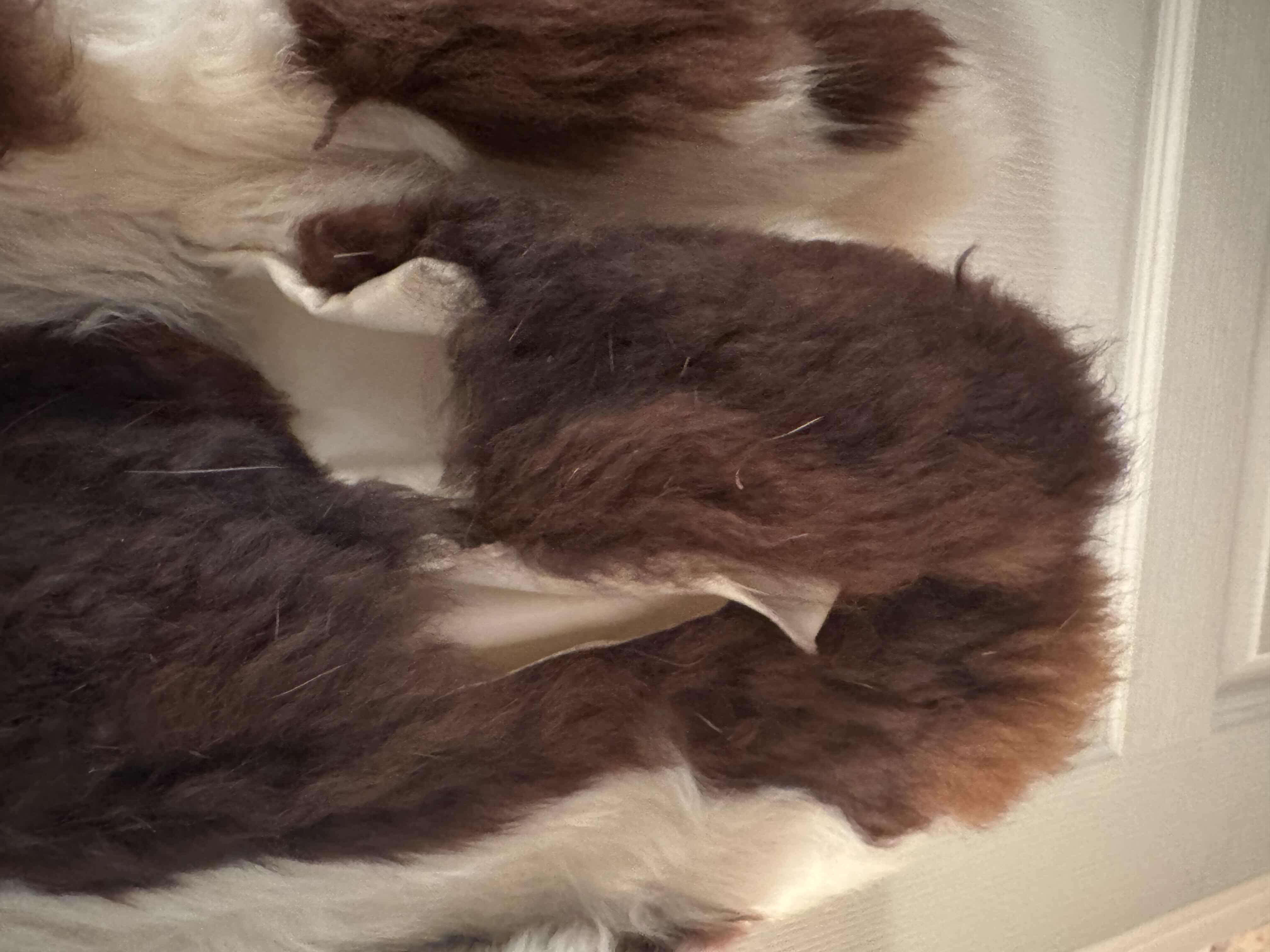 Photo 1 of VINTAGE FUR COAT, WOMEN’S CLOTHING, CREAM AND BROWN COW PRINT.