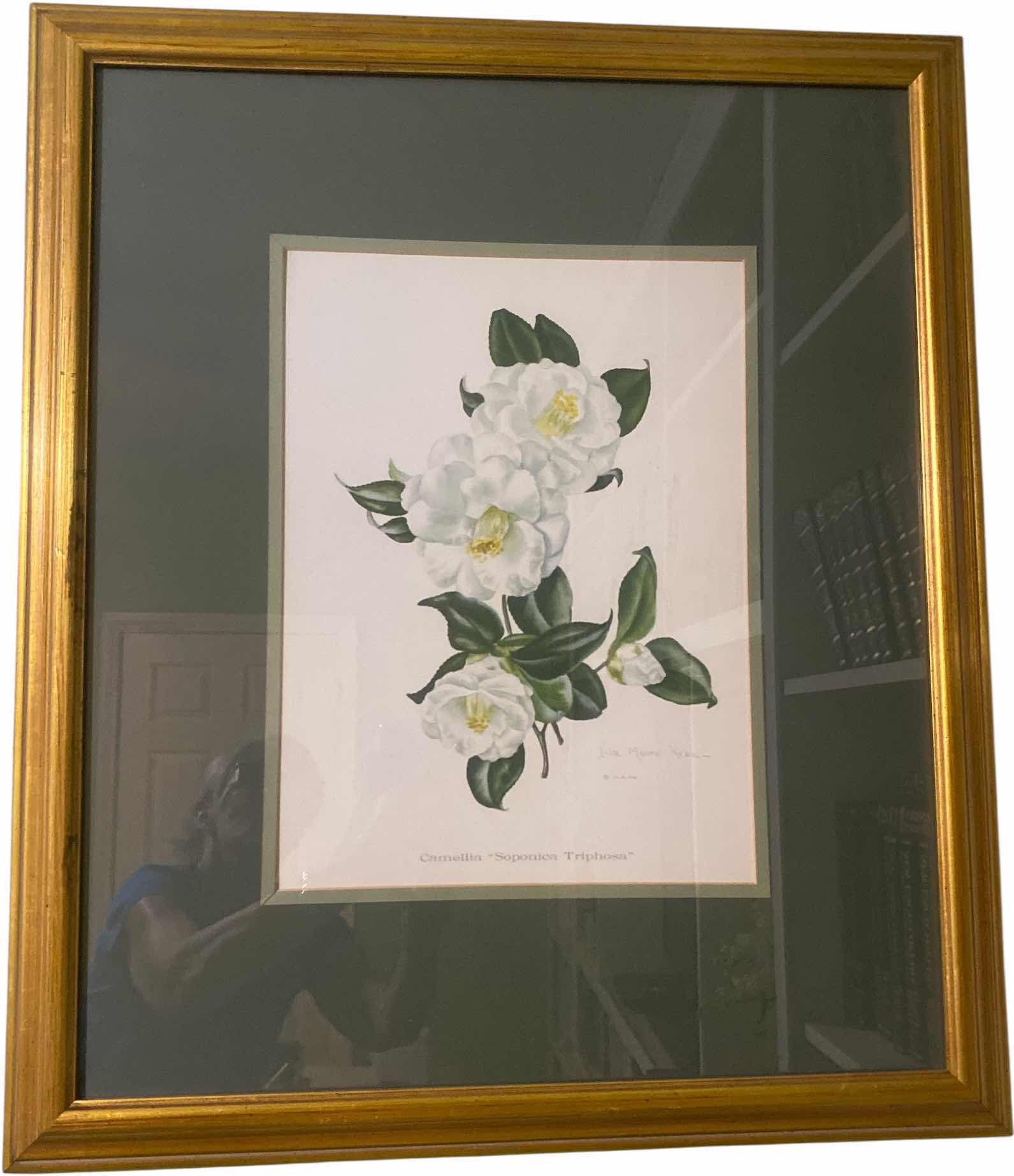 Photo 1 of GOLD WOOD FRAMED BOTANICAL PRINT ARTWORK 23” x 26 1/2”