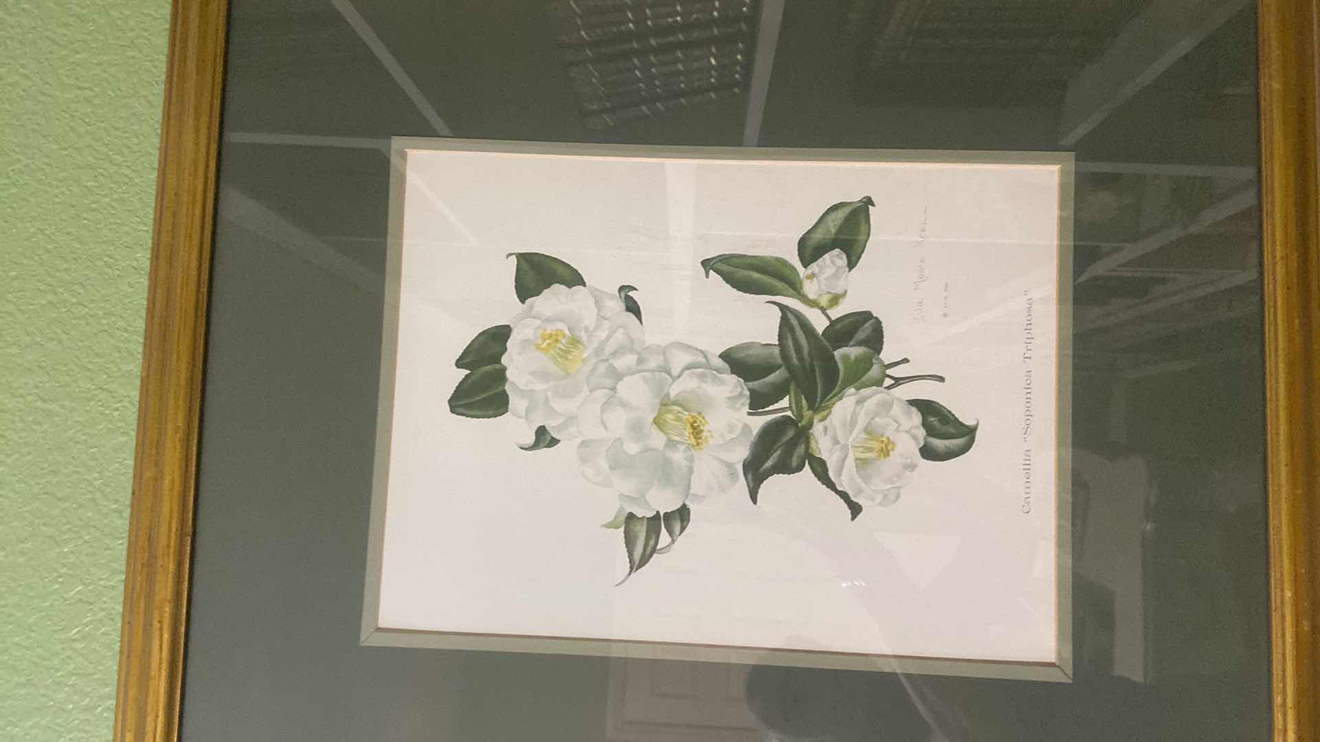 Photo 1 of GOLD WOOD FRAMED BOTANICAL PRINT ARTWORK 23” x 26 1/2”