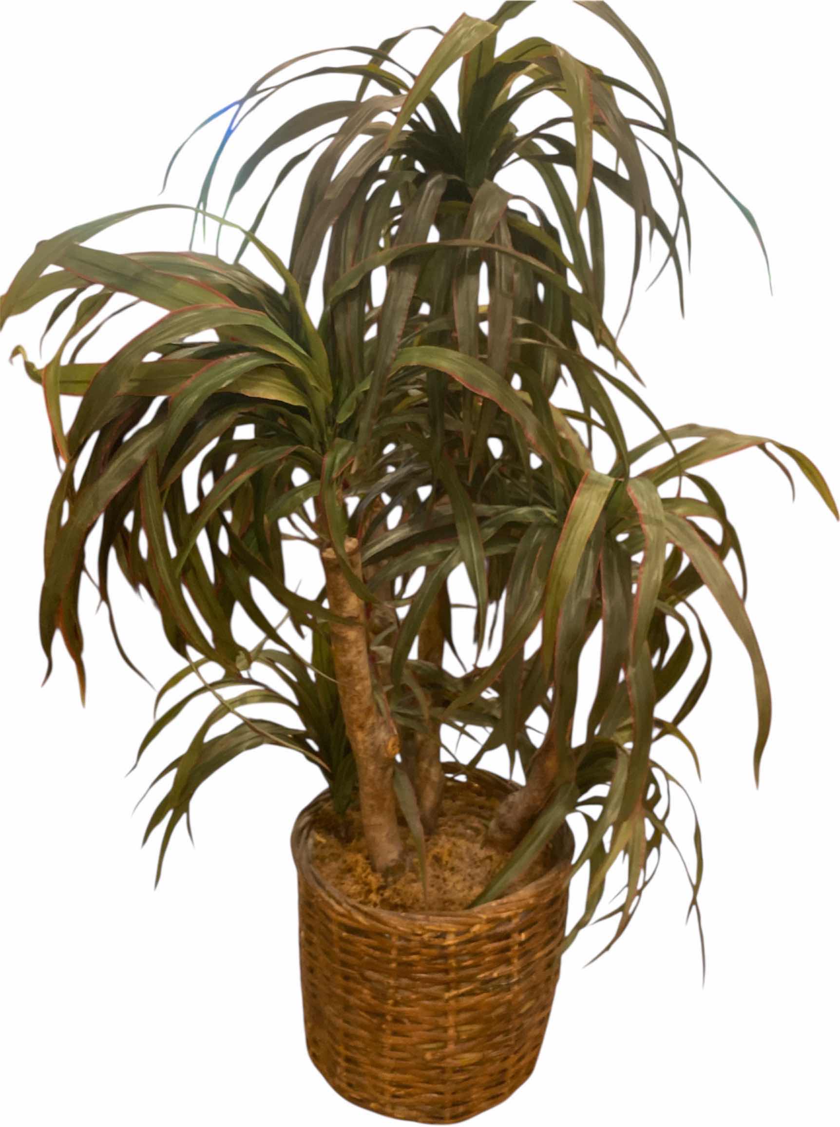 Photo 1 of FAUX TREE H50”