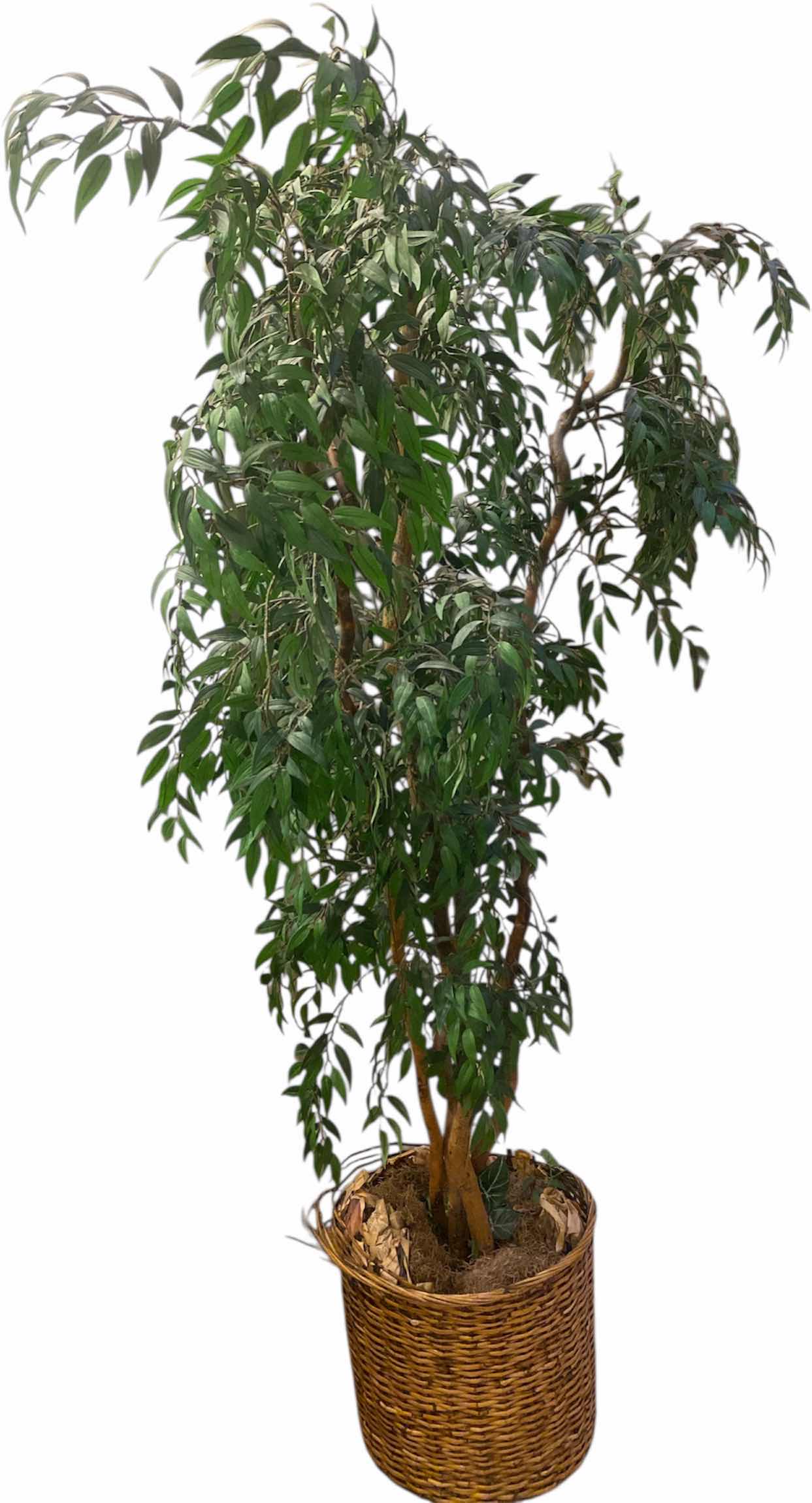 Photo 1 of FAUX FICUS TREE IN STRAW POT H7’