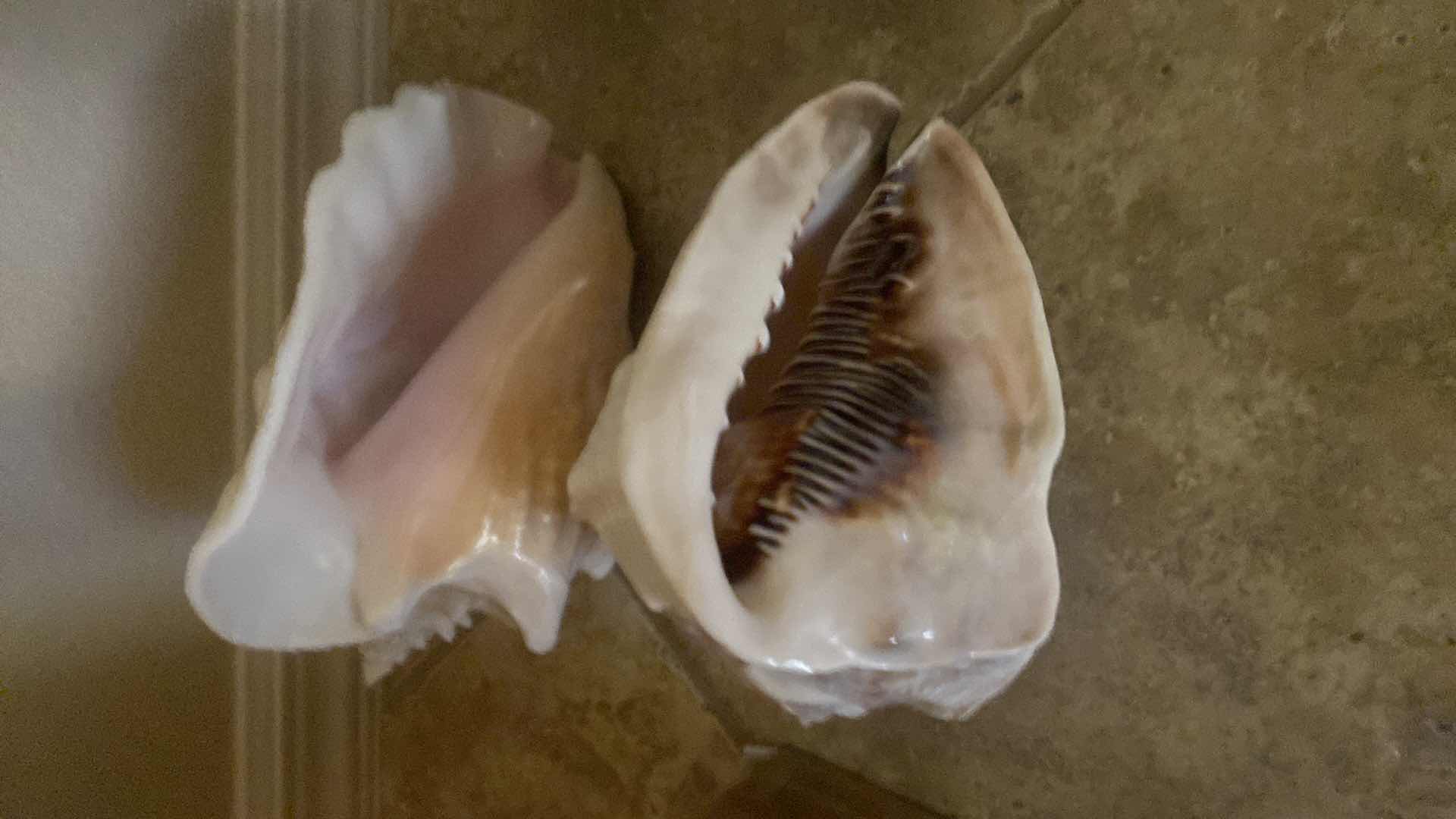 Photo 1 of 2-SEA SHELLS LARGEST 8”