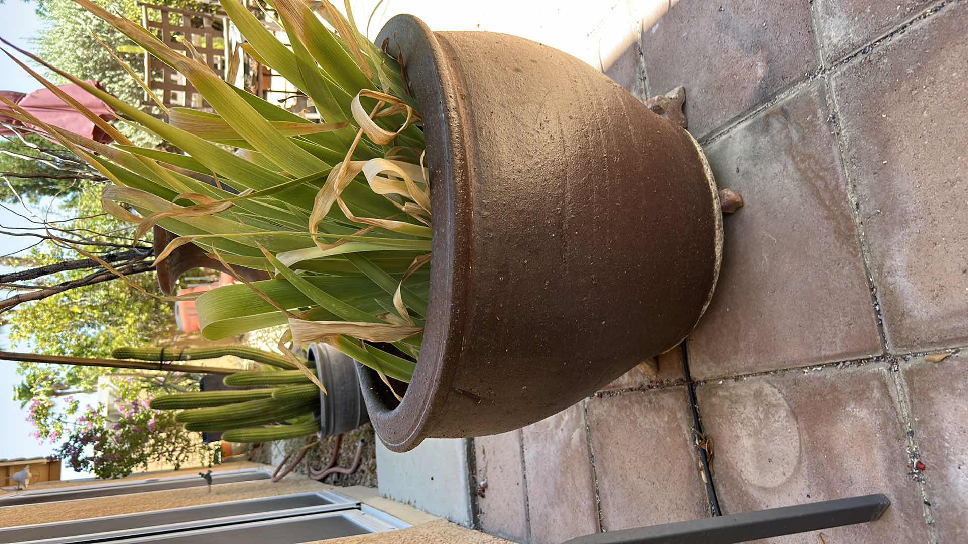 Photo 1 of OUTDOOR POTTERY WITH LIVE PLANT H16.5”