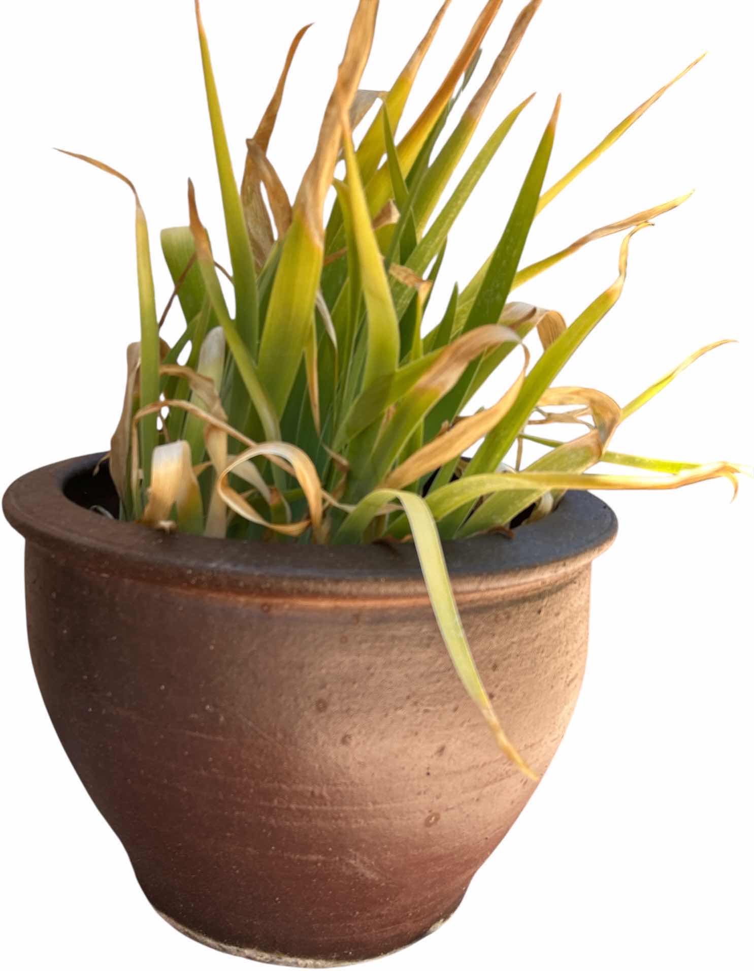 Photo 1 of OUTDOOR POTTERY WITH LIVE PLANT H16.5”