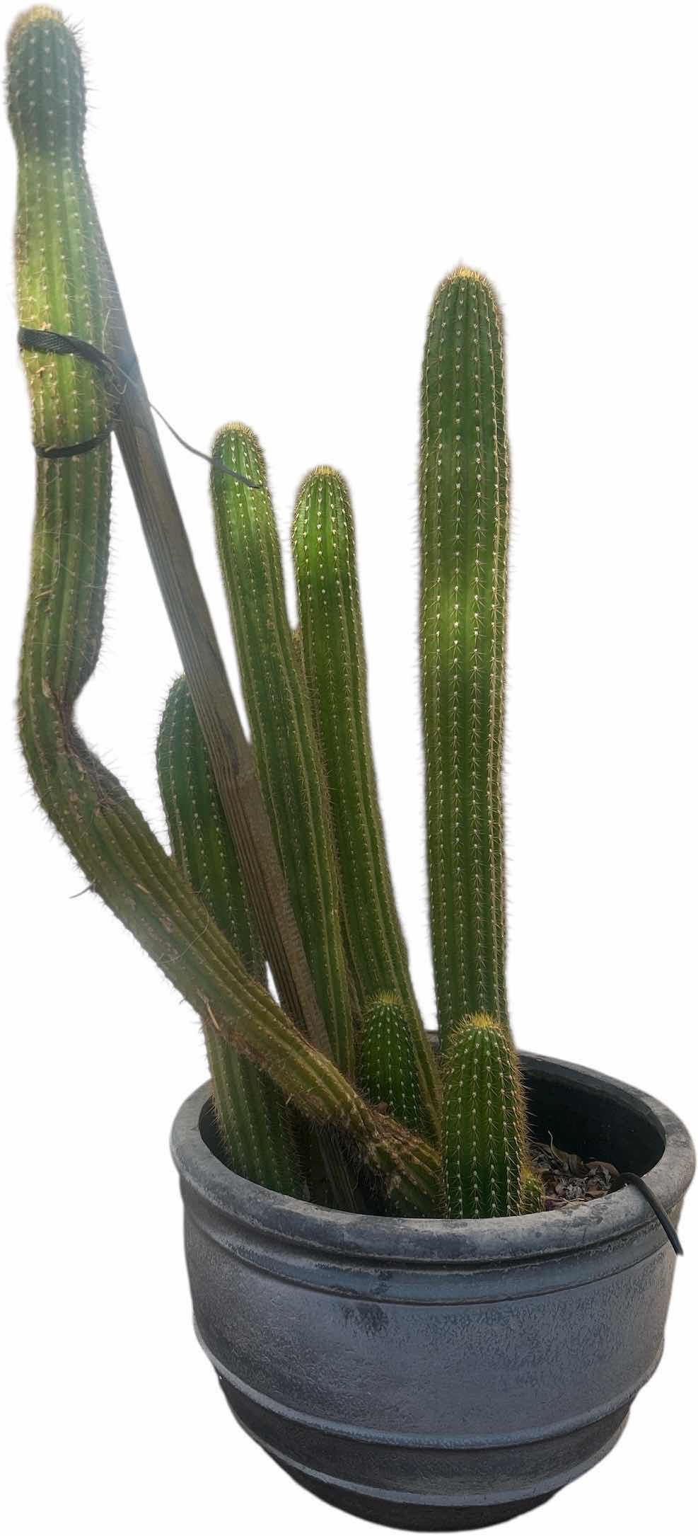Photo 1 of POTTED LIVE CACTUS H37”