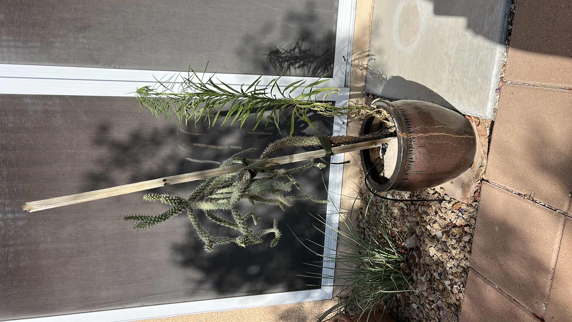 Photo 1 of POTTED LIVE CACTUS H42”