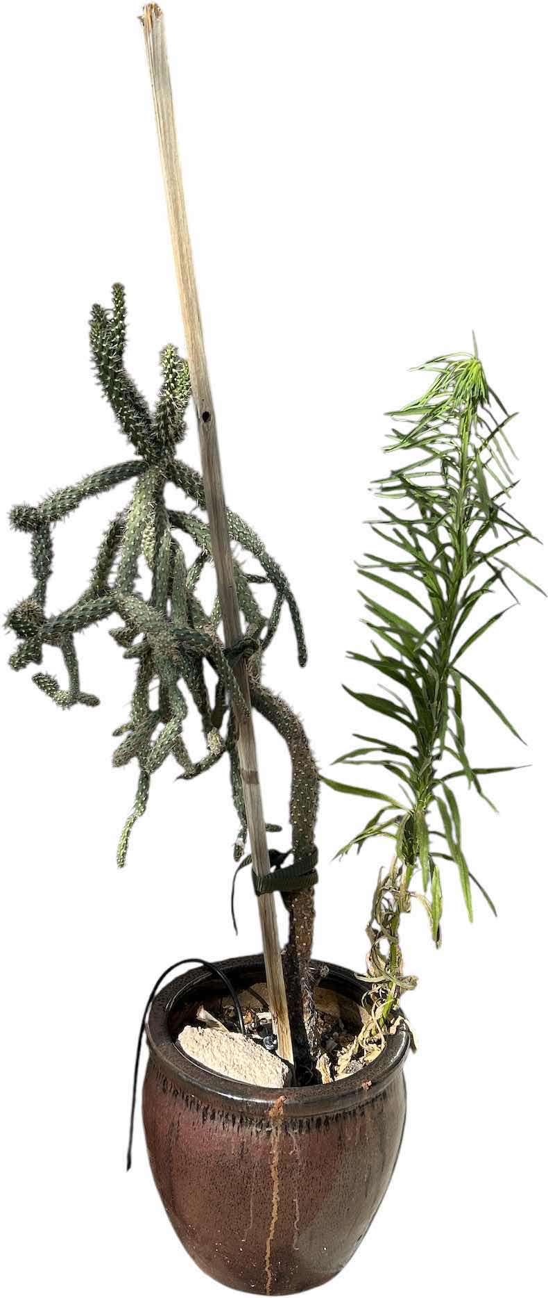 Photo 1 of POTTED LIVE CACTUS H42”