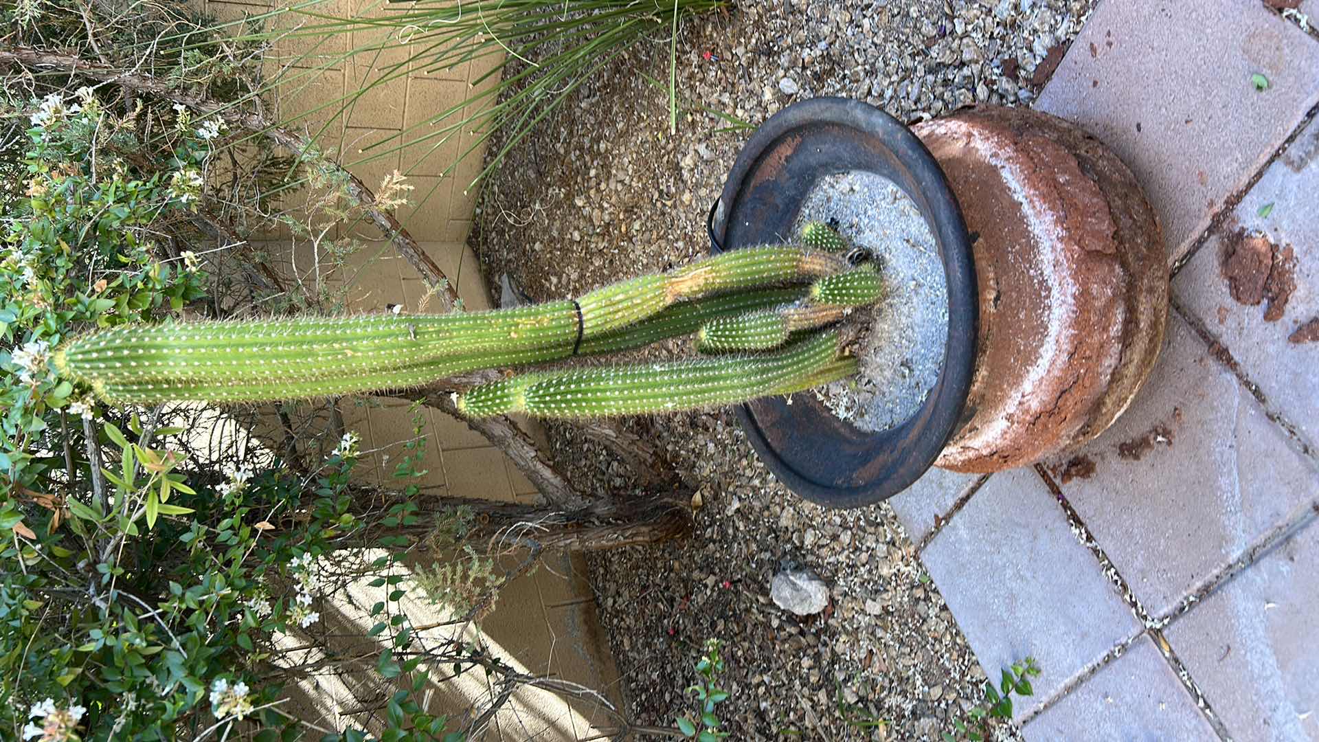 Photo 1 of OUTDOOR POTTERY WITH LIVE CACTUS H45”