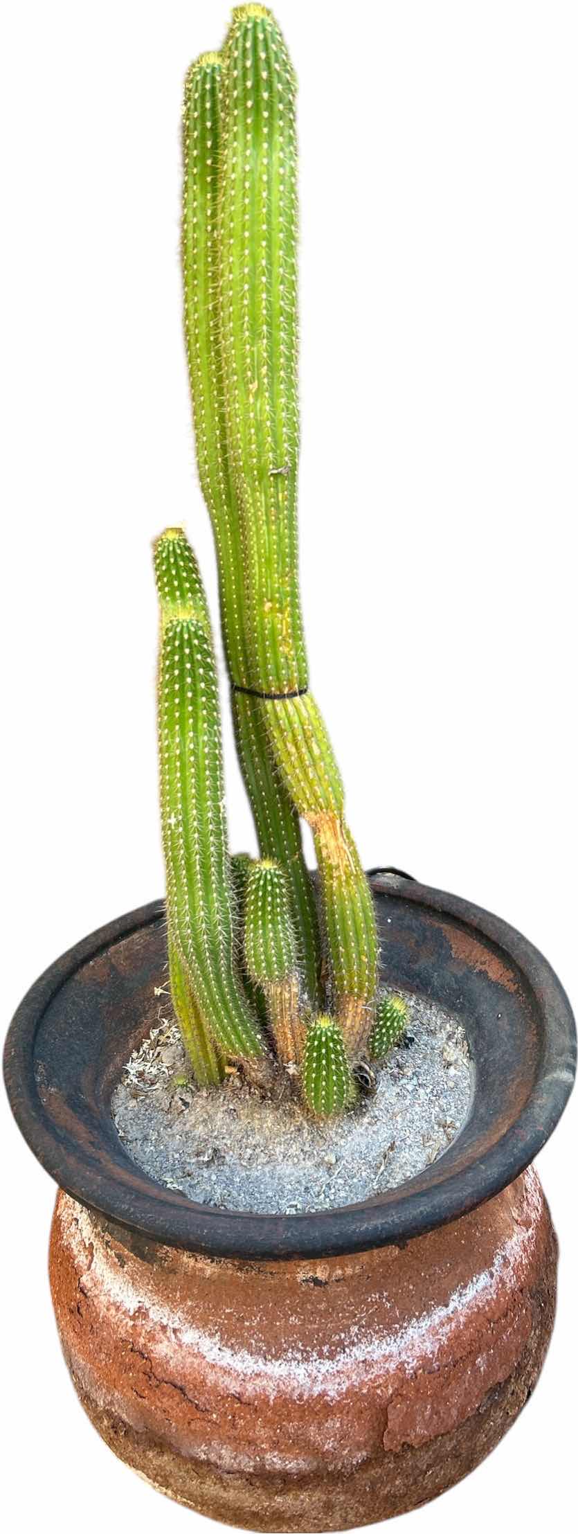 Photo 1 of OUTDOOR POTTERY WITH LIVE CACTUS H45”