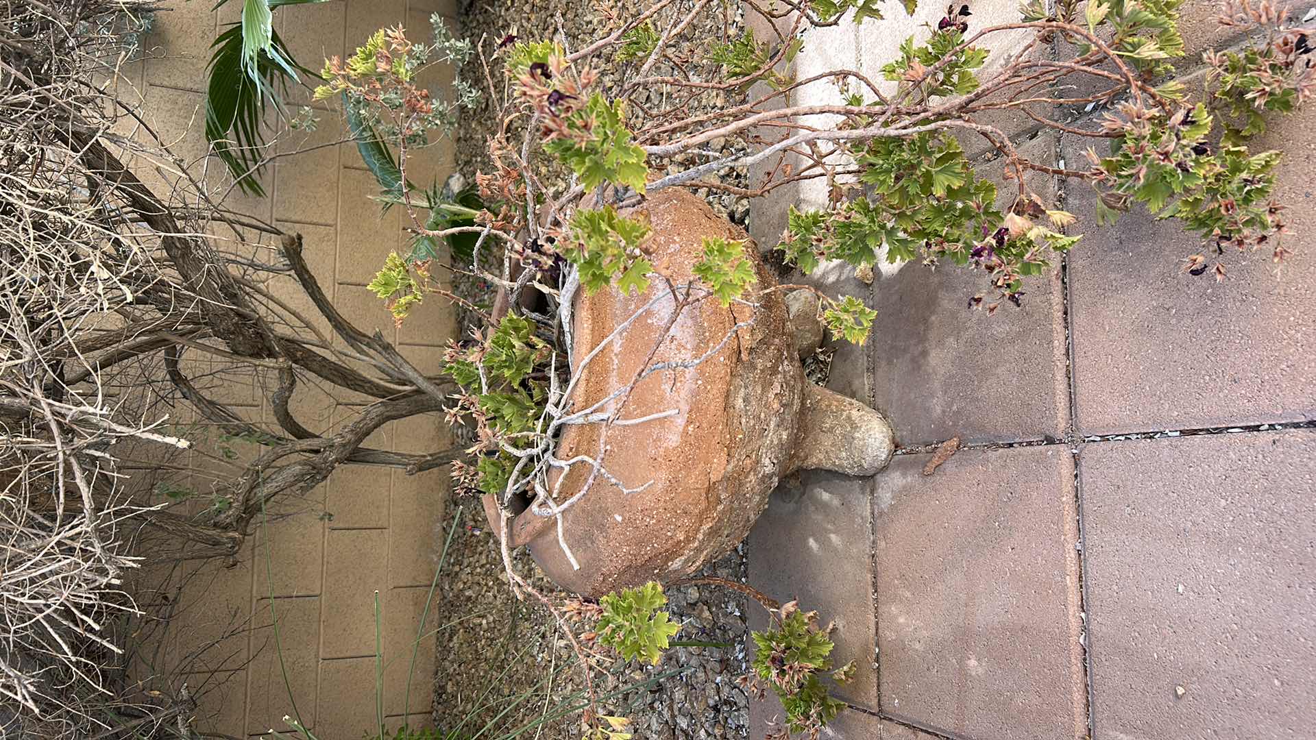 Photo 1 of OUTDOOR POTTERY WITH LIVE PLANT H18”