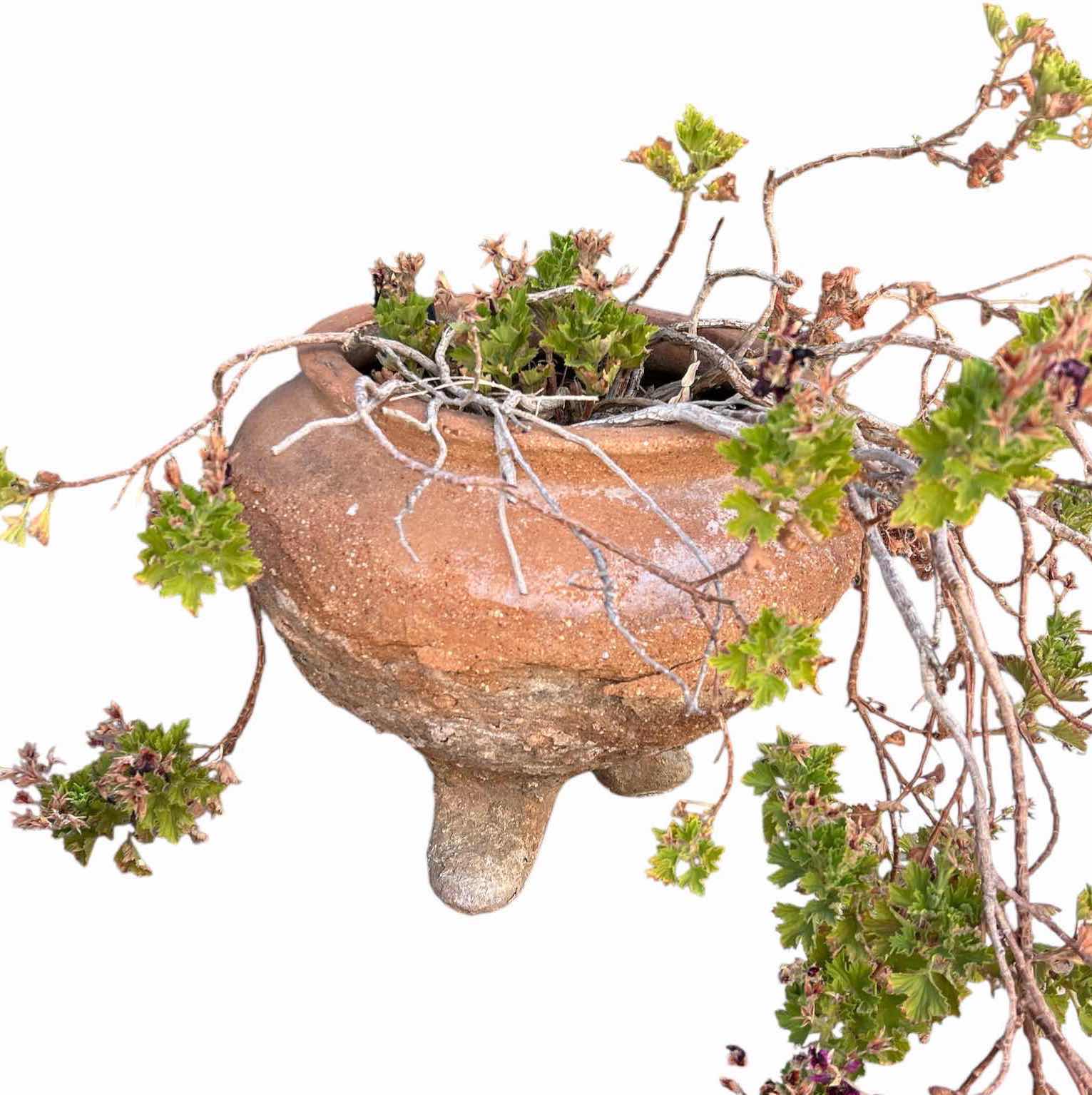 Photo 1 of OUTDOOR POTTERY WITH LIVE PLANT H18”