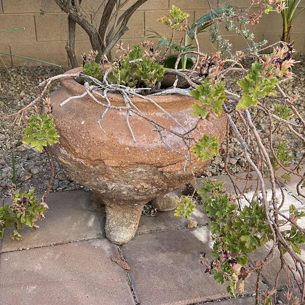 Photo 1 of OUTDOOR POTTERY WITH LIVE PLANT H18”