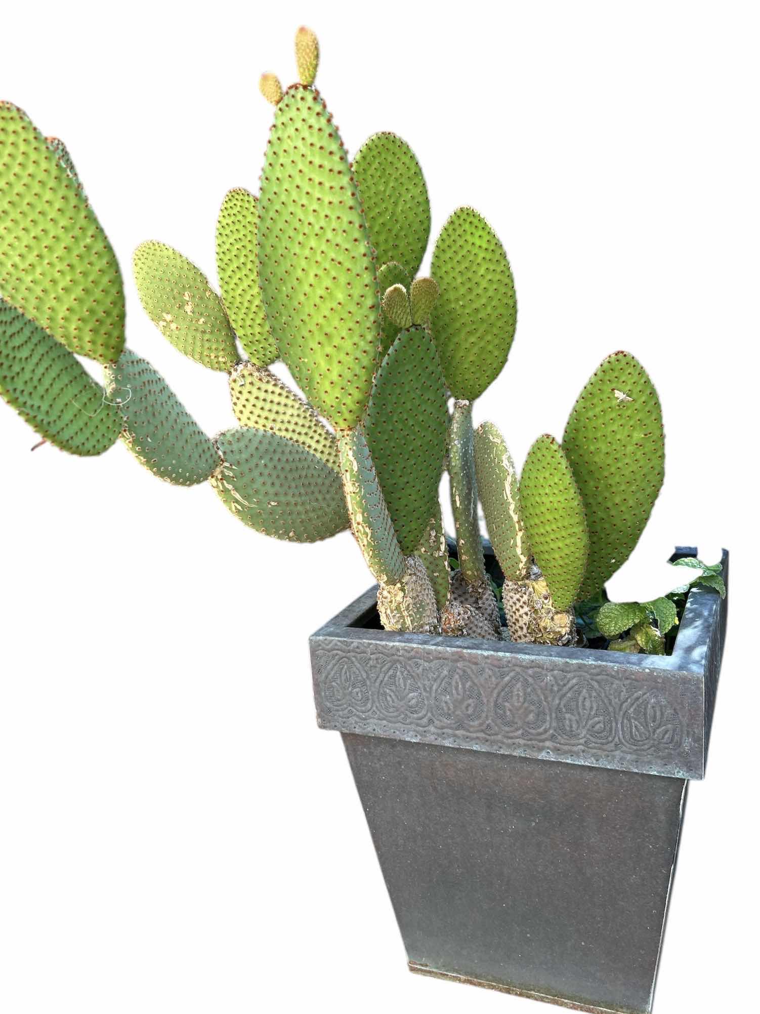 Photo 1 of POTTED LIVE CACTUS H32”