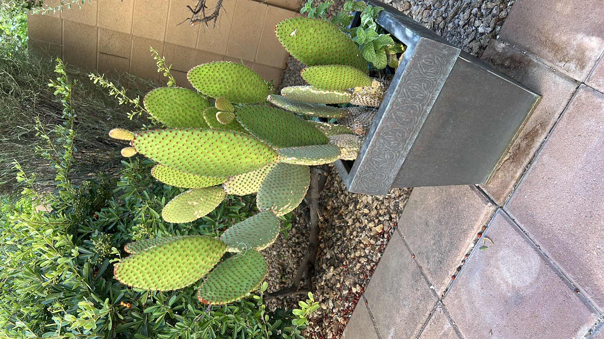 Photo 1 of POTTED LIVE CACTUS H32”