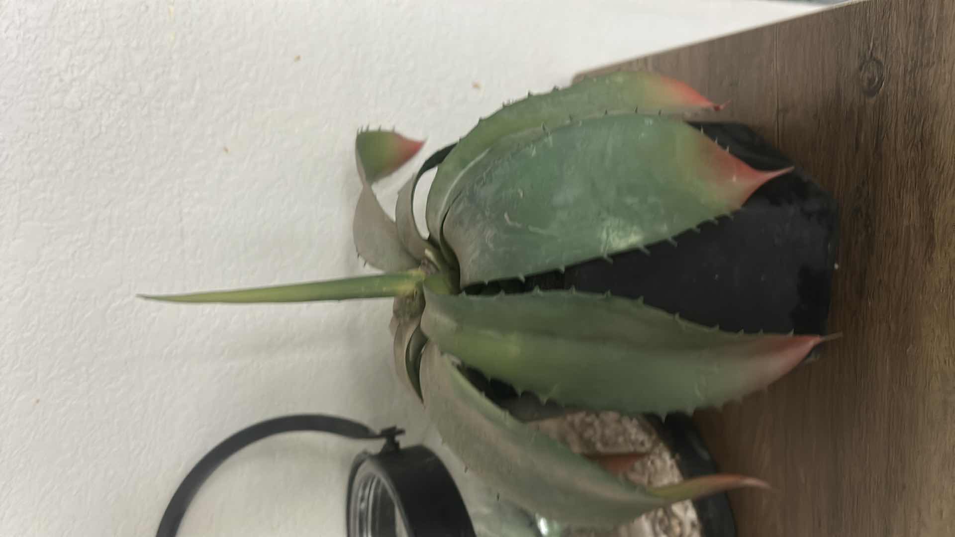 Photo 1 of 2 FAUX PLANTS 7”