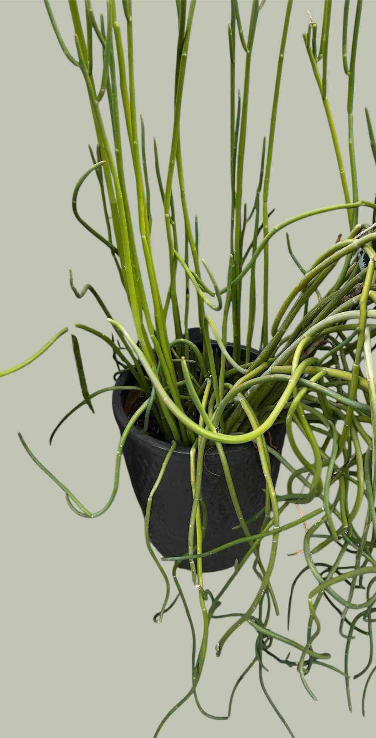 Photo 1 of CORKSCREW PLANT IN GREEN CERAMIC POT H 39"