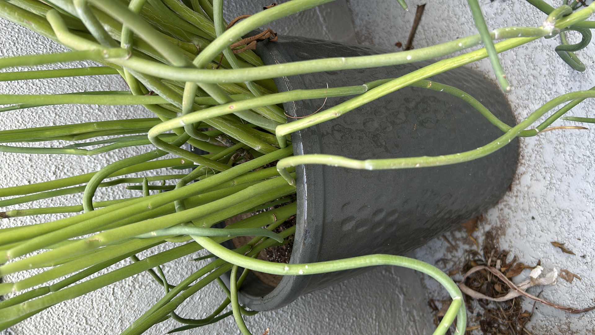 Photo 1 of CORKSCREW PLANT IN GREEN CERAMIC POT H 39"