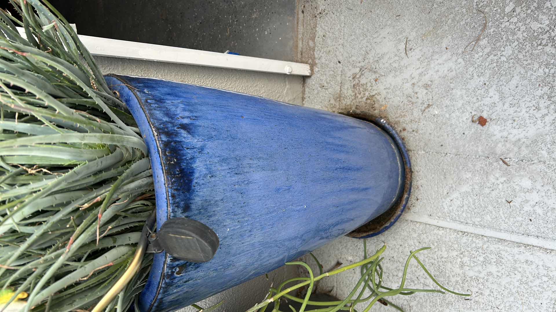 Photo 1 of BLUE CERAMIC POT W AIR PLANT H 39"