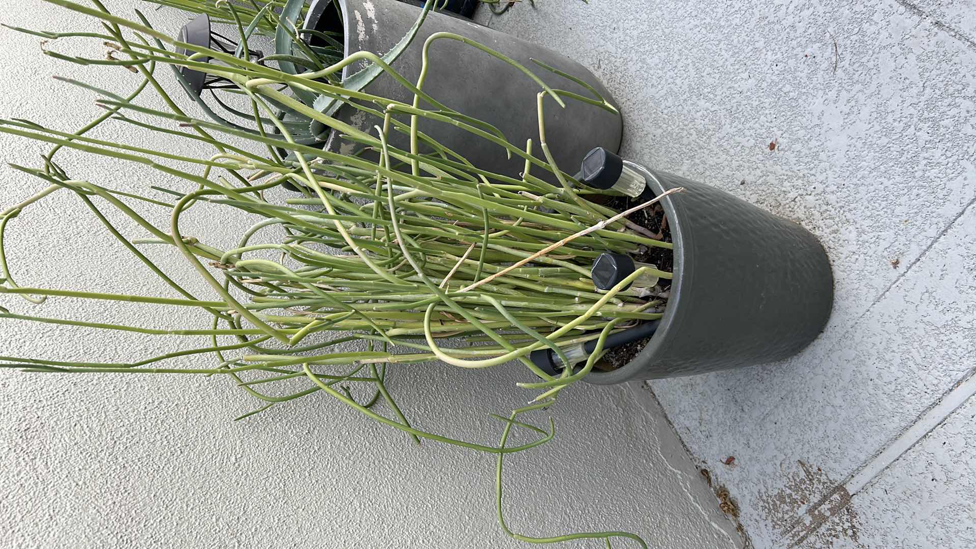 Photo 1 of CORKSCREW PLANT W GREEN CERAMIC POT 52"