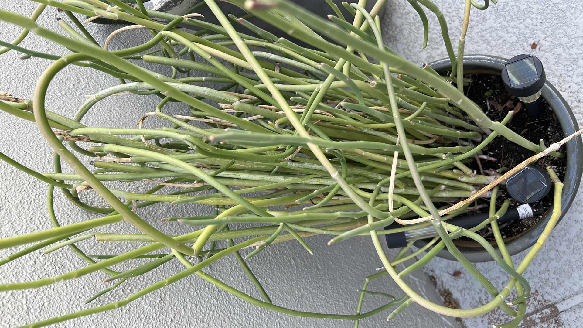 Photo 1 of CORKSCREW PLANT W GREEN CERAMIC POT 52"