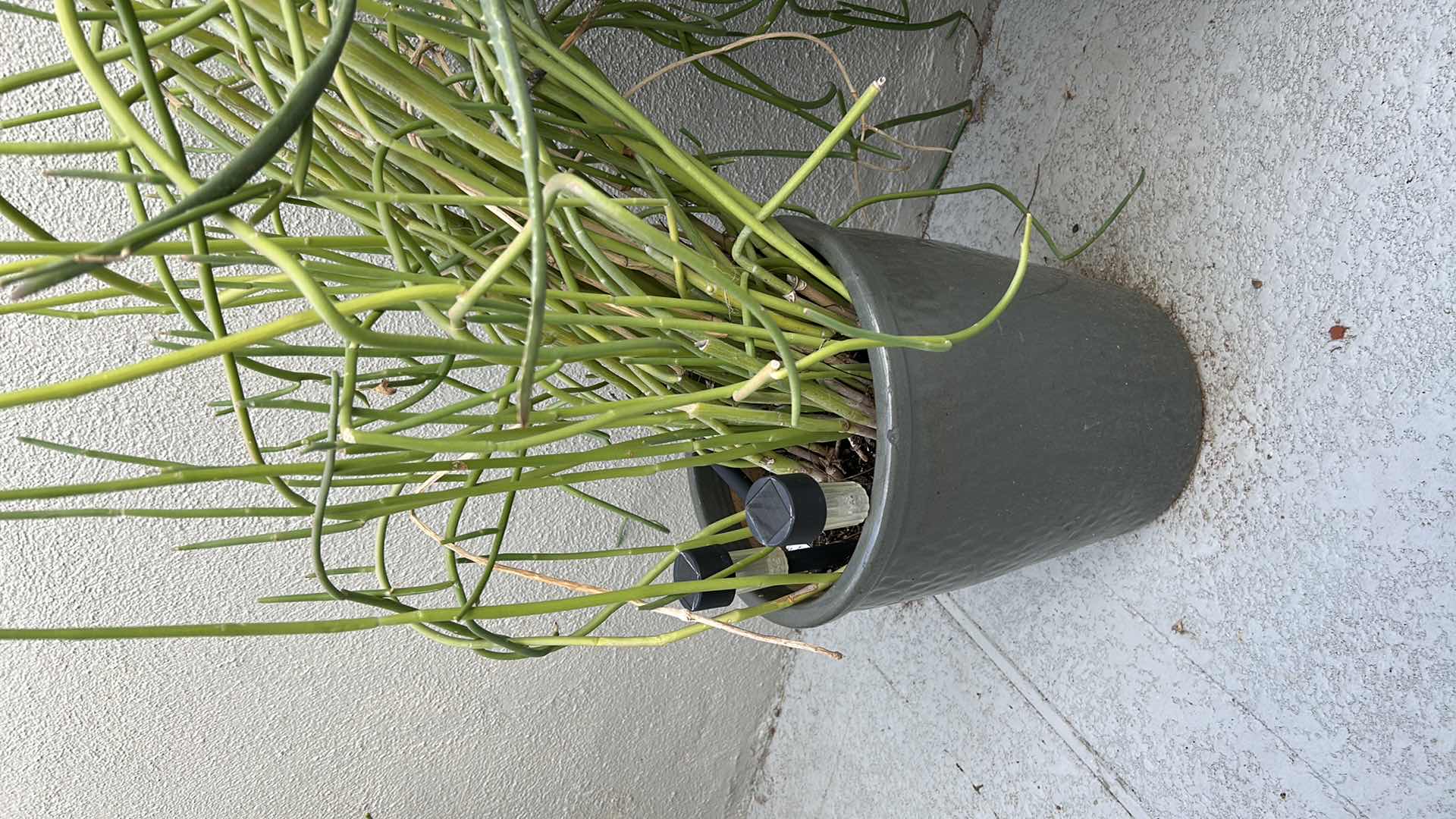 Photo 1 of CORKSCREW PLANT W GREEN CERAMIC POT 52"