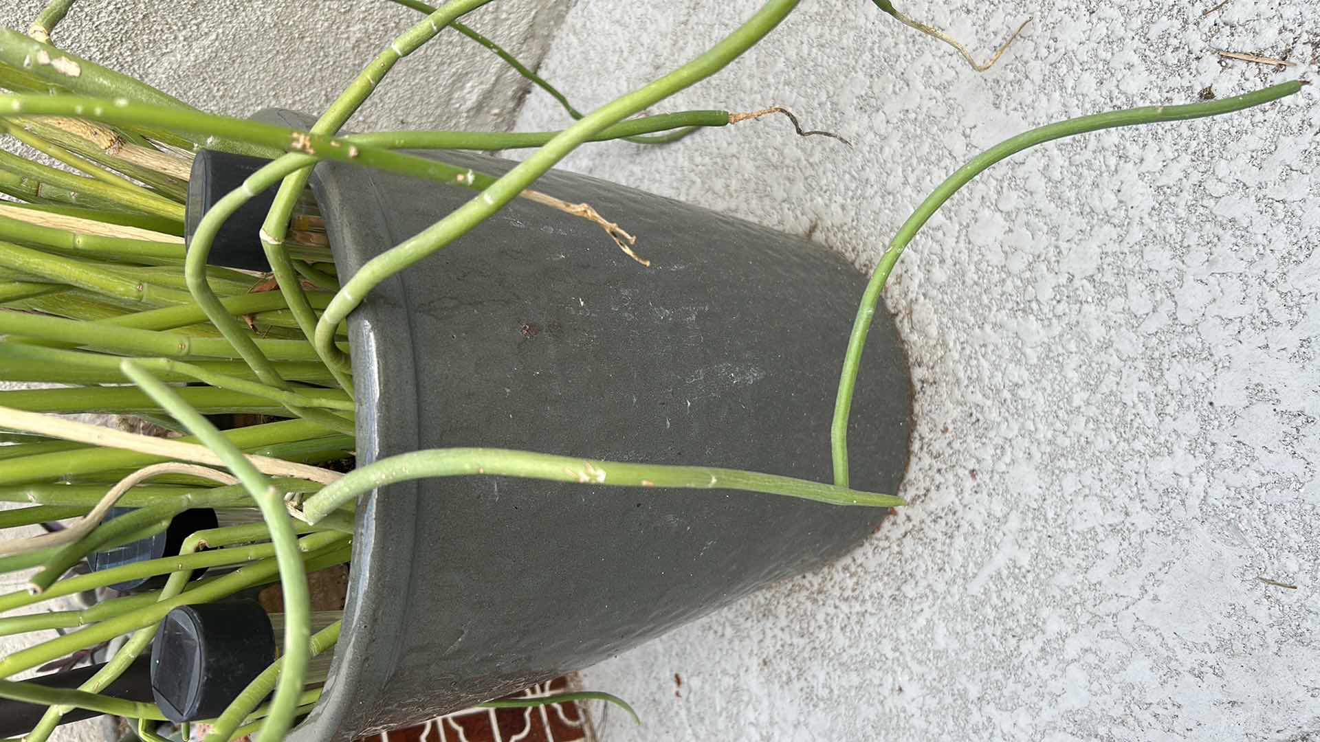 Photo 1 of CORKSCREW PLANT IN GREEN CERAMIC POT H 52"