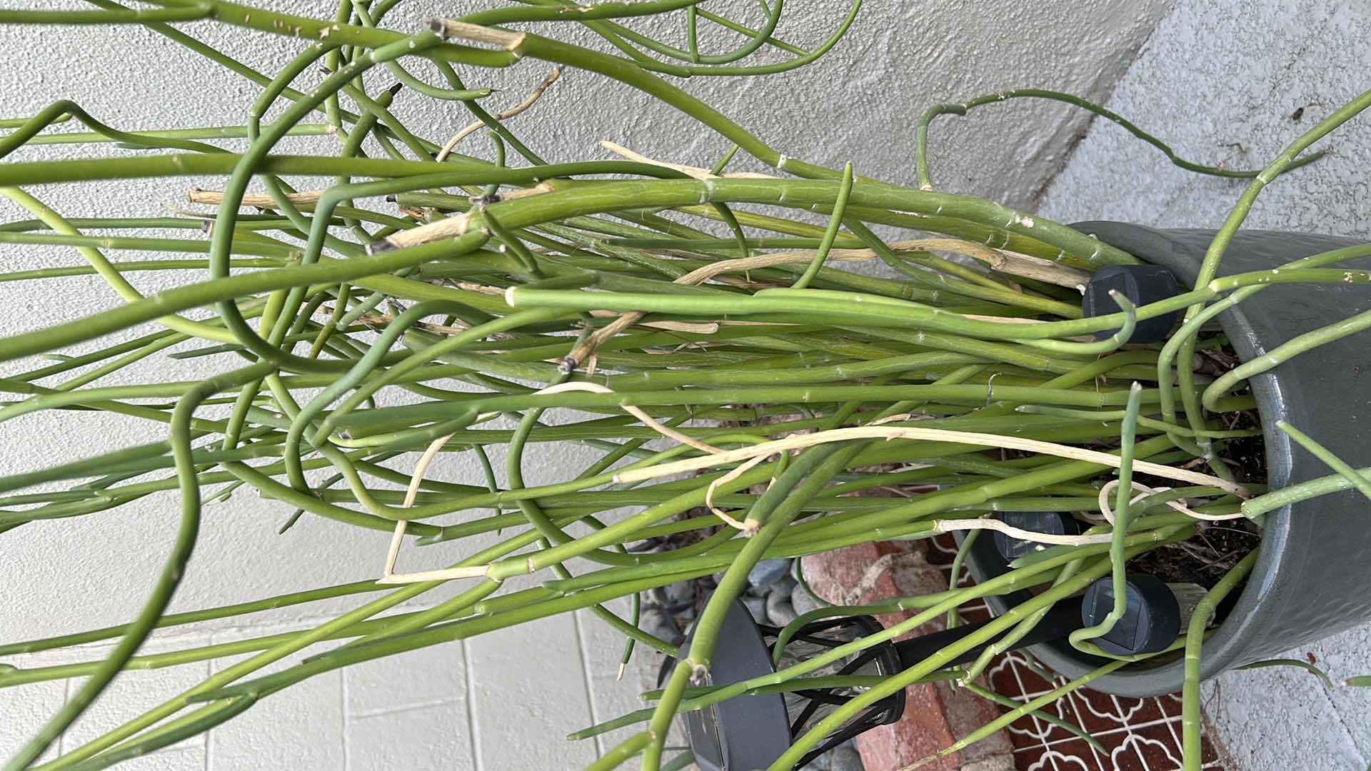 Photo 1 of CORKSCREW PLANT IN GREEN CERAMIC POT H 52"