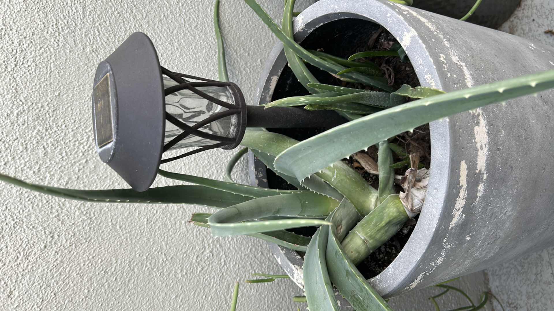 Photo 1 of GREY PLASTER POT W CACTUS H 28"