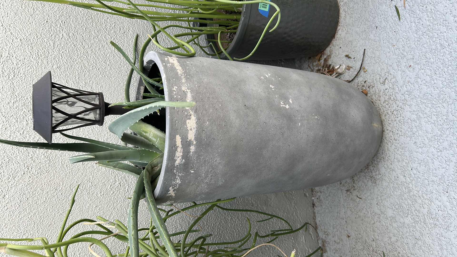 Photo 1 of GREY PLASTER POT W CACTUS H 28"