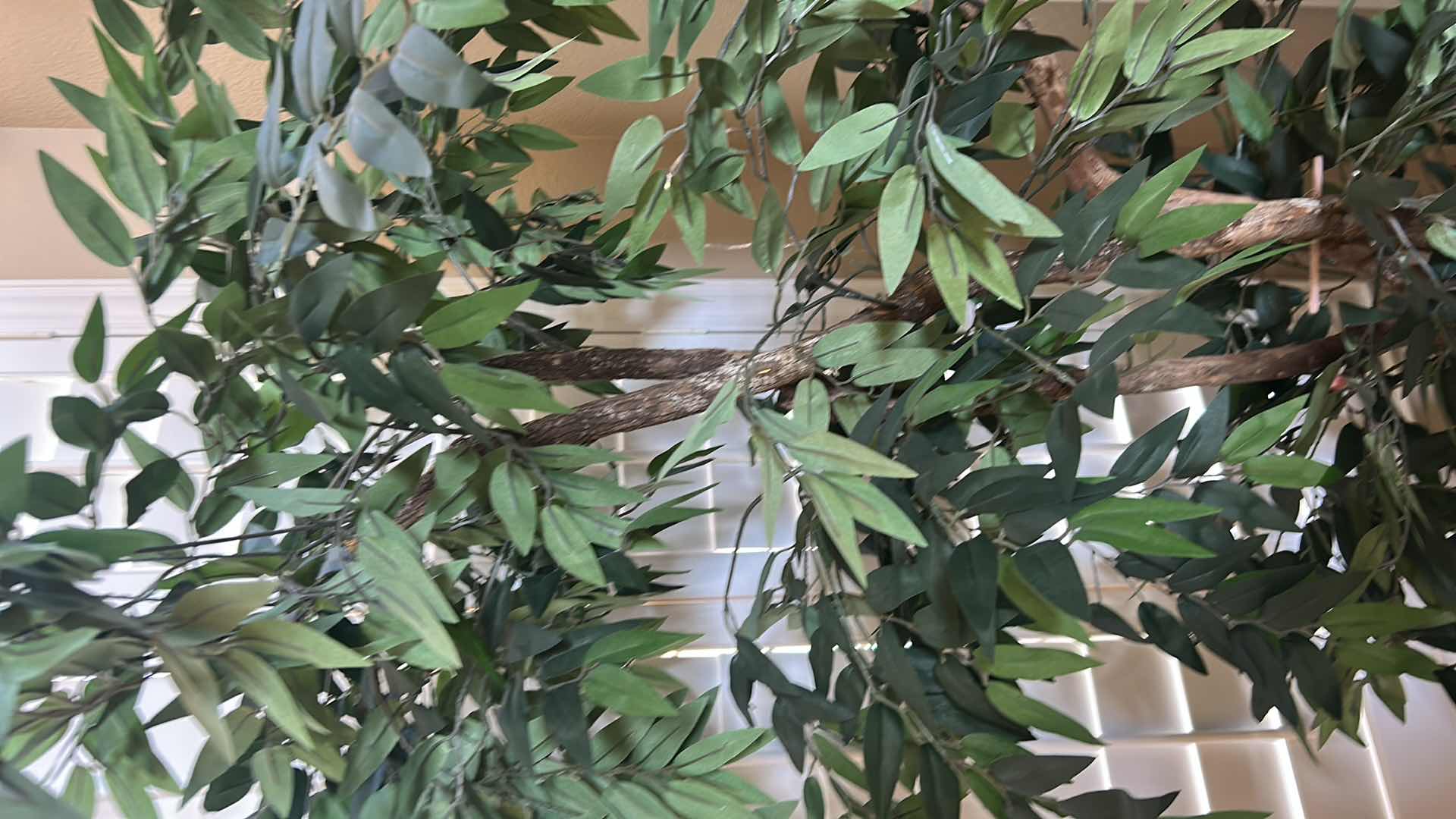 Photo 1 of SMILAX TREE IN BLACK CONTAINER H 76"