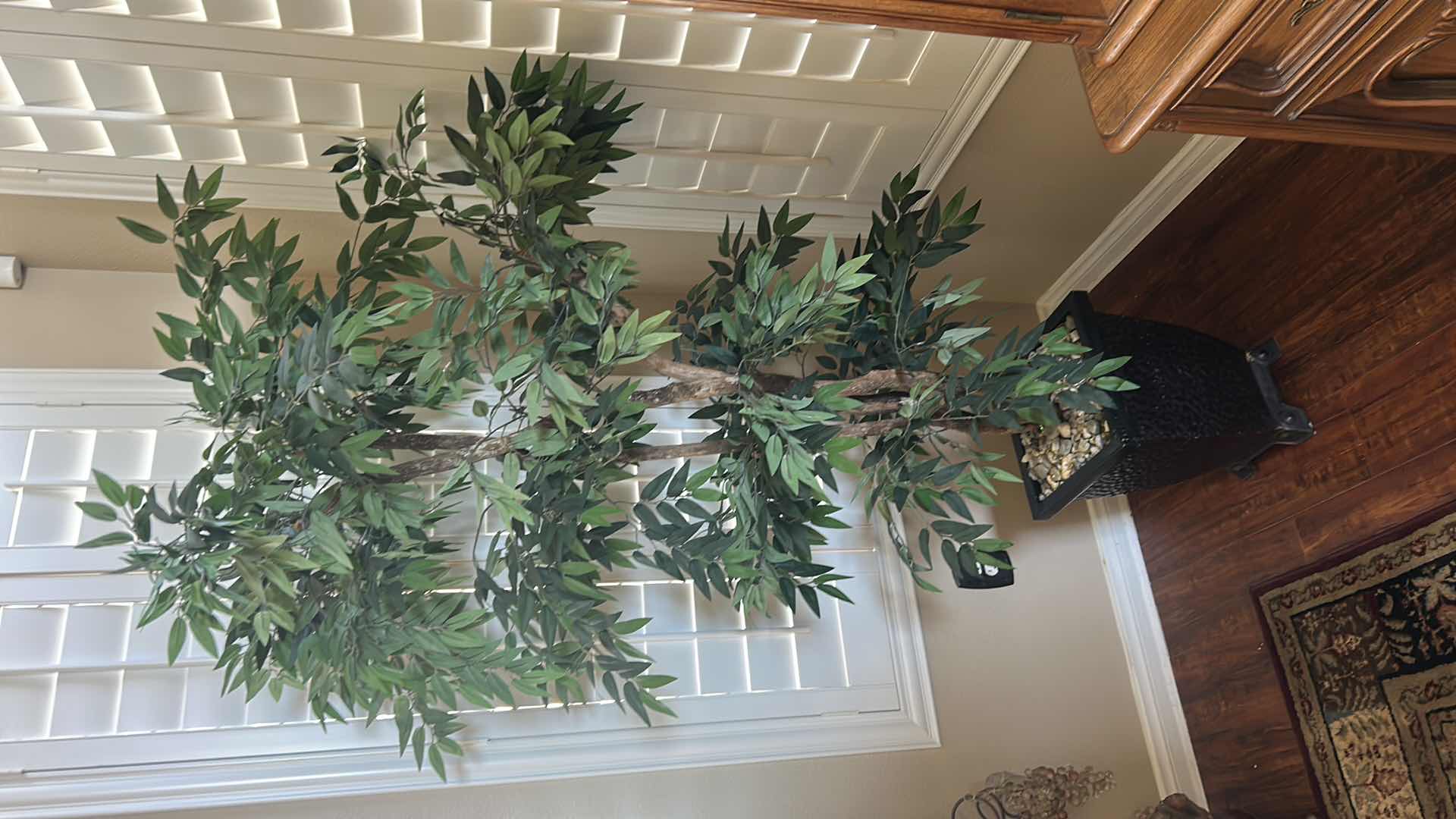 Photo 1 of SMILAX TREE IN BLACK CONTAINER H 76"